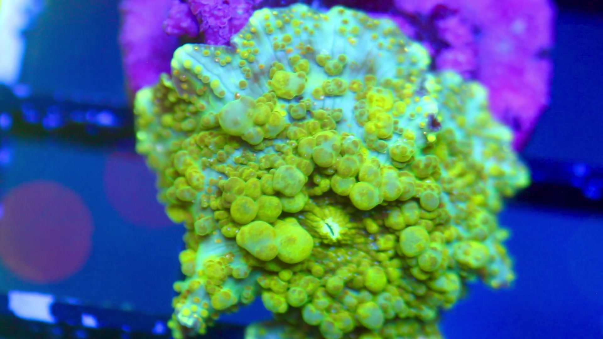 @Cali_Coral_Connect_hxa