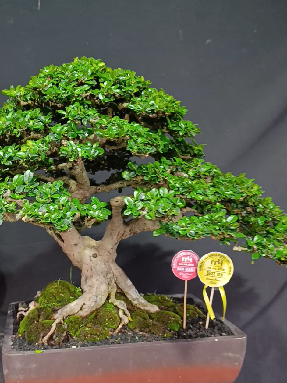 @Yanubonsai