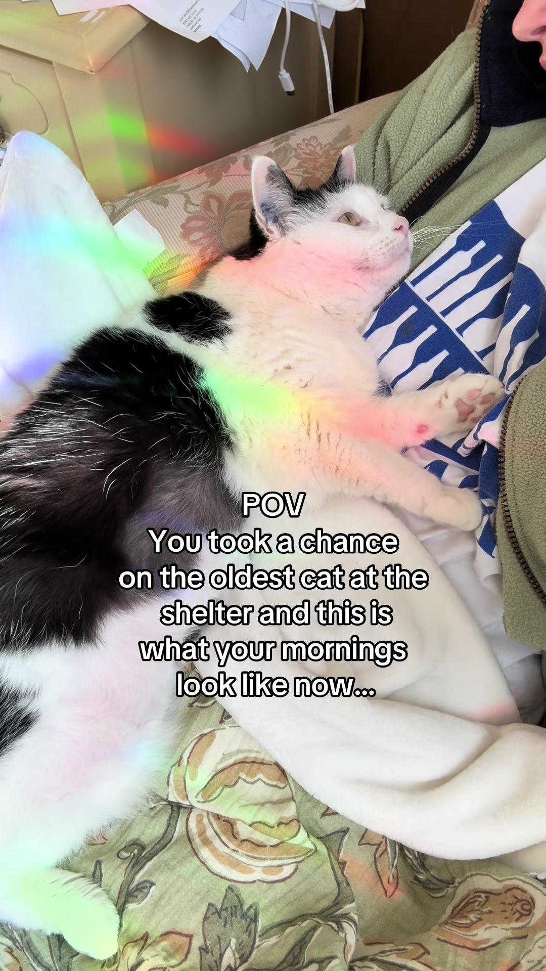 @poppytherescuecat_