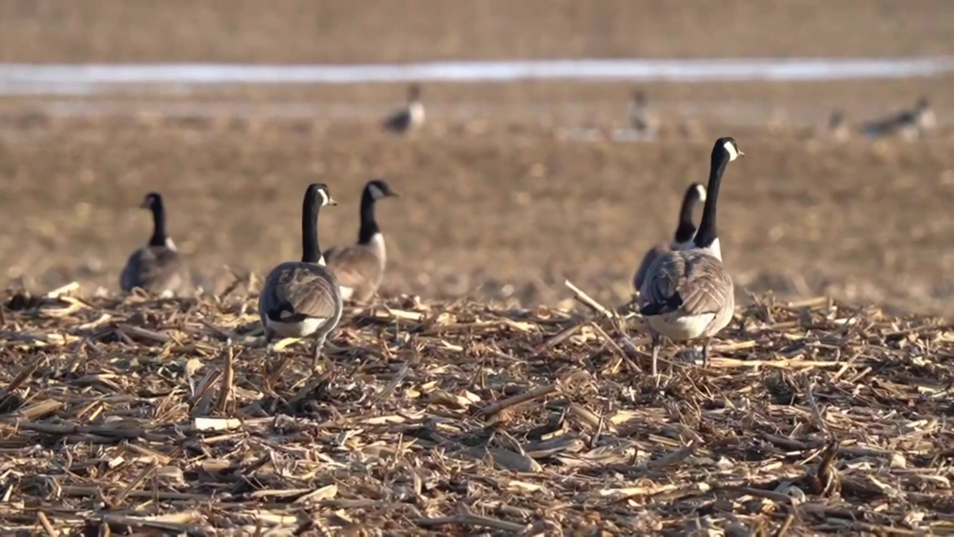 @Northern Duck Calls