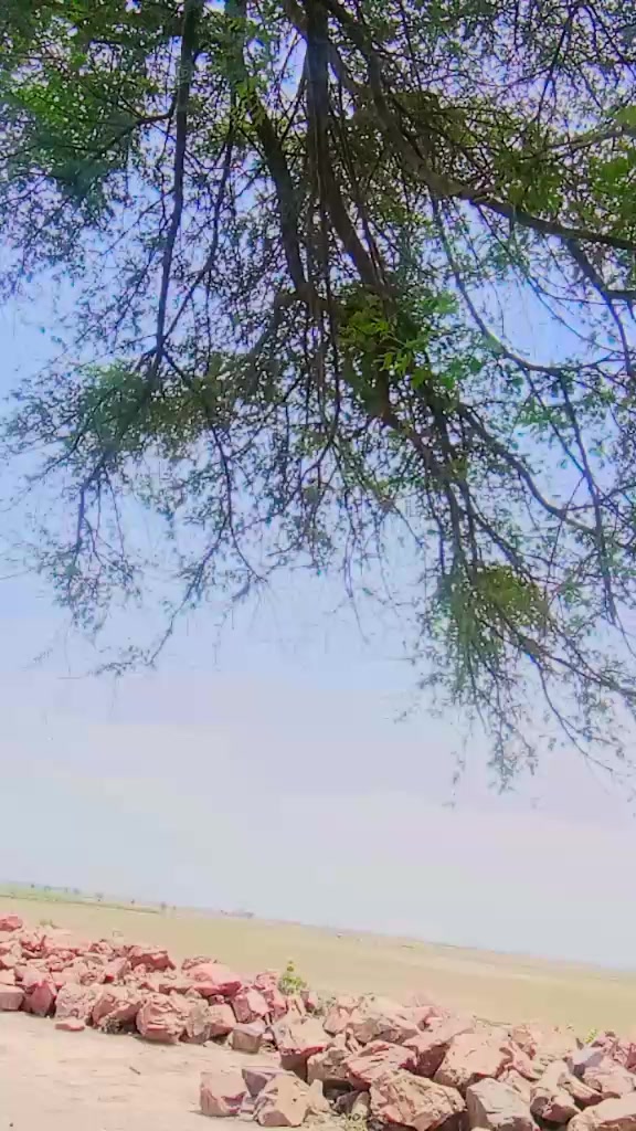 @janig03156367846