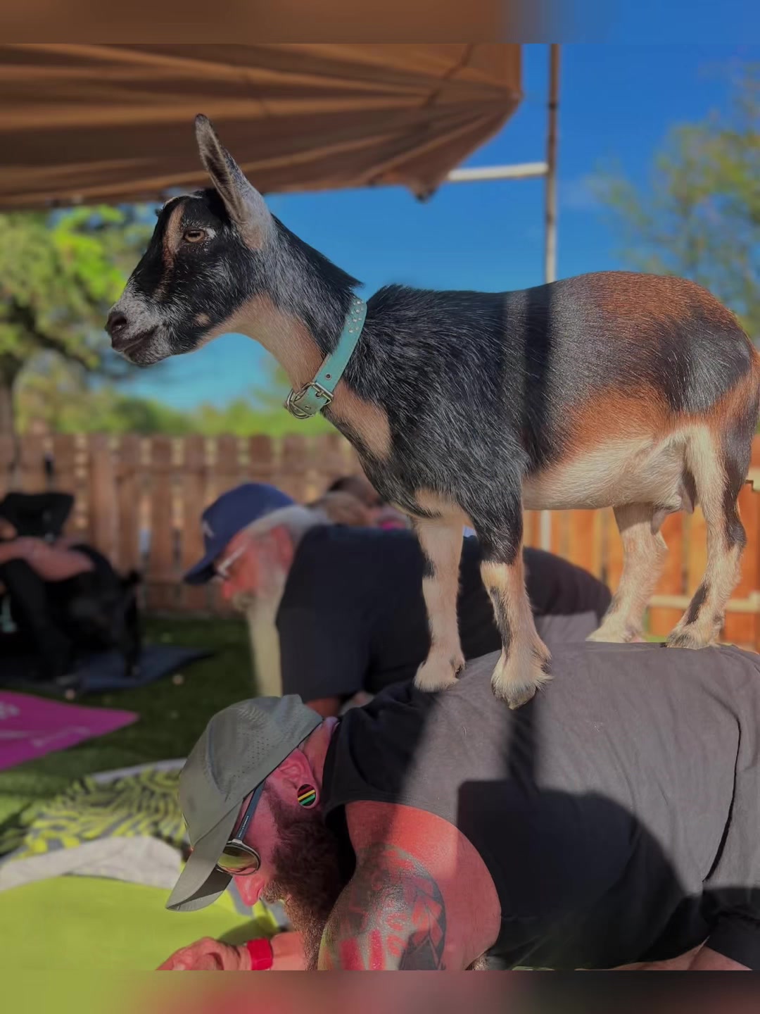 @Alohagoatyoga