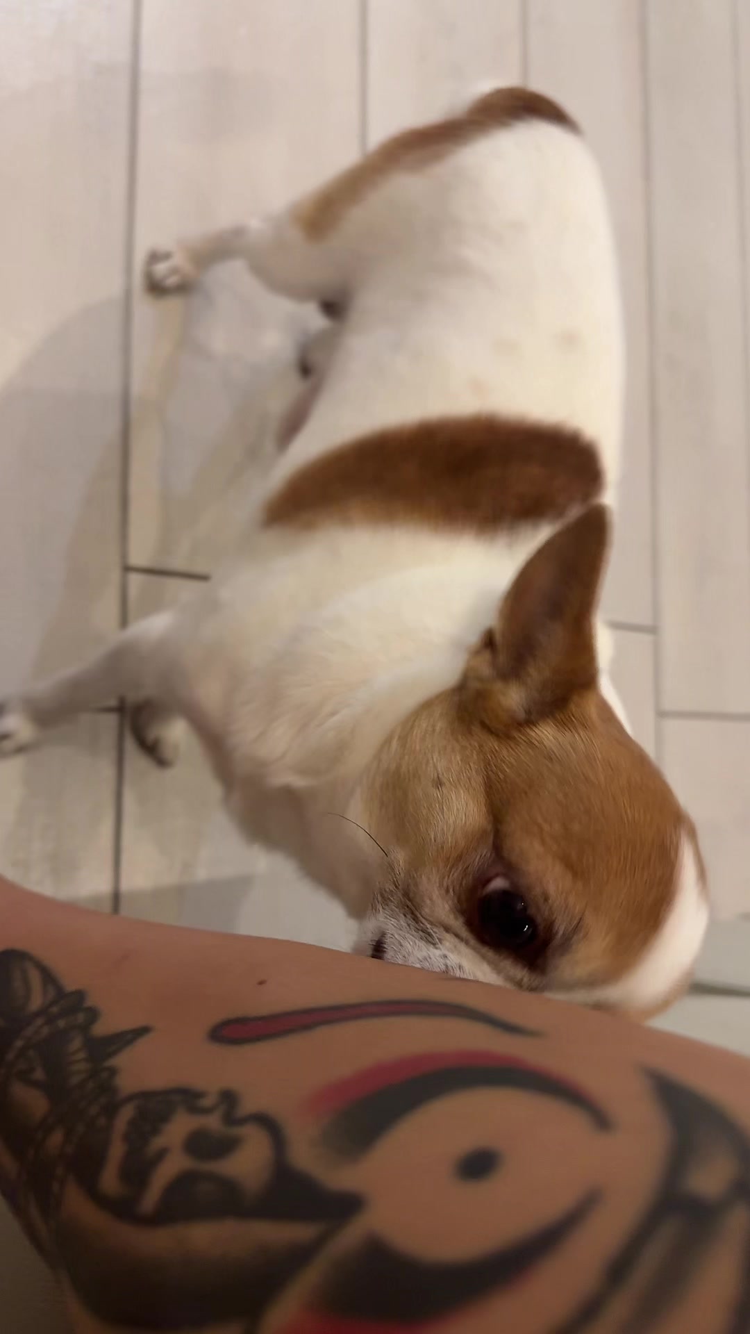 @Ninja_chihuahua