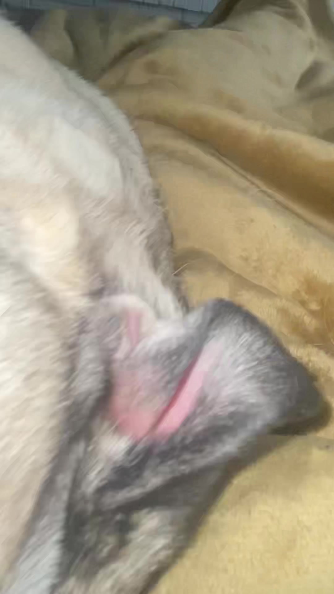 @pugloversuperhero