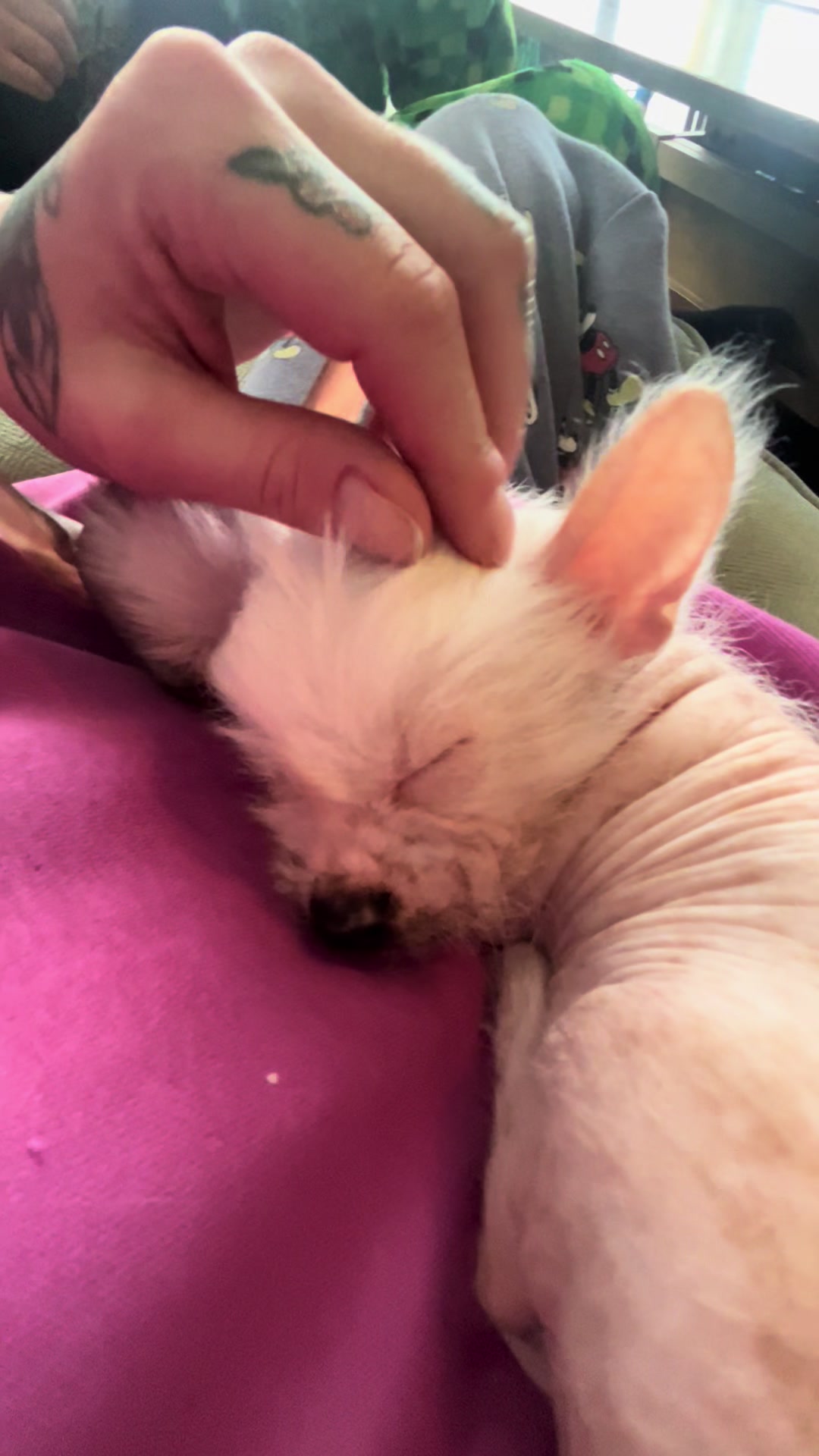 @Chinese Crested Cuties