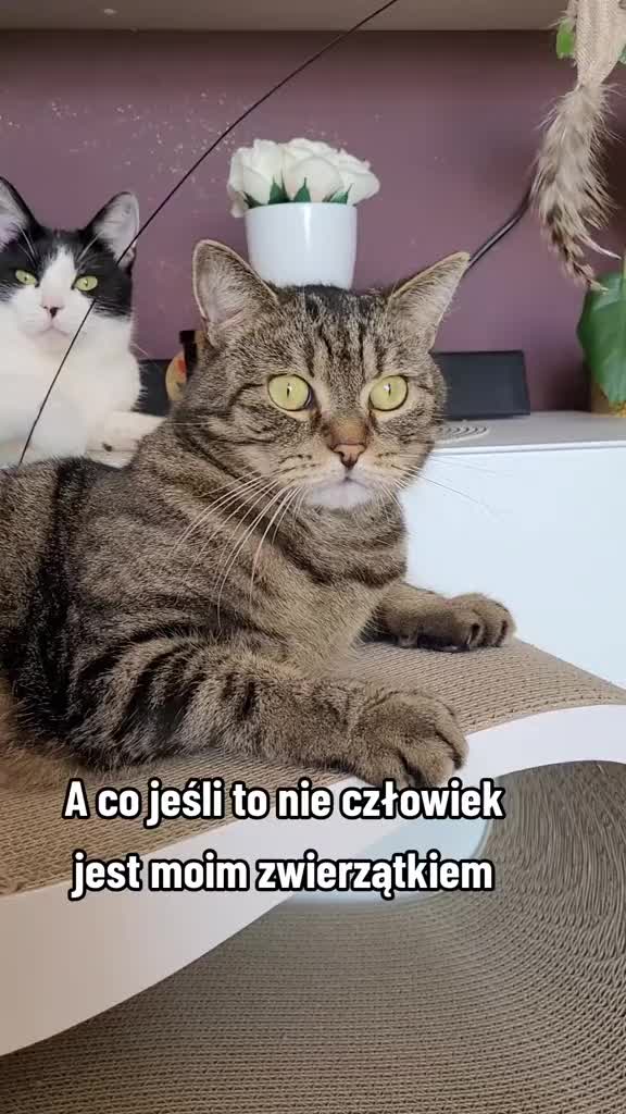@😻Ekipa Świrka 😻
