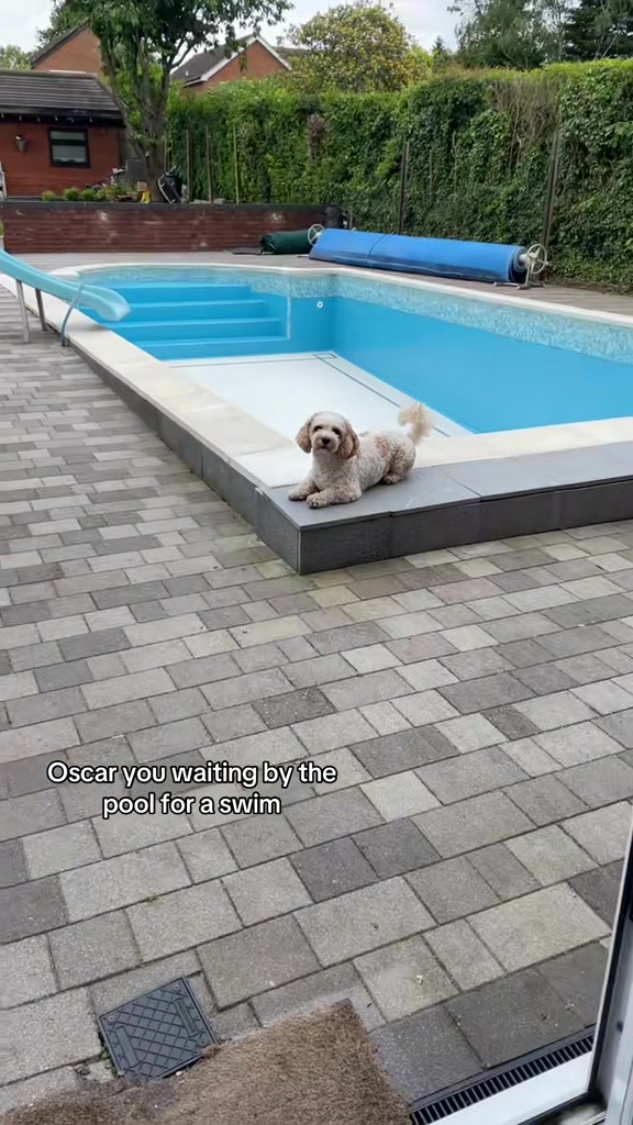 @My Cavachon