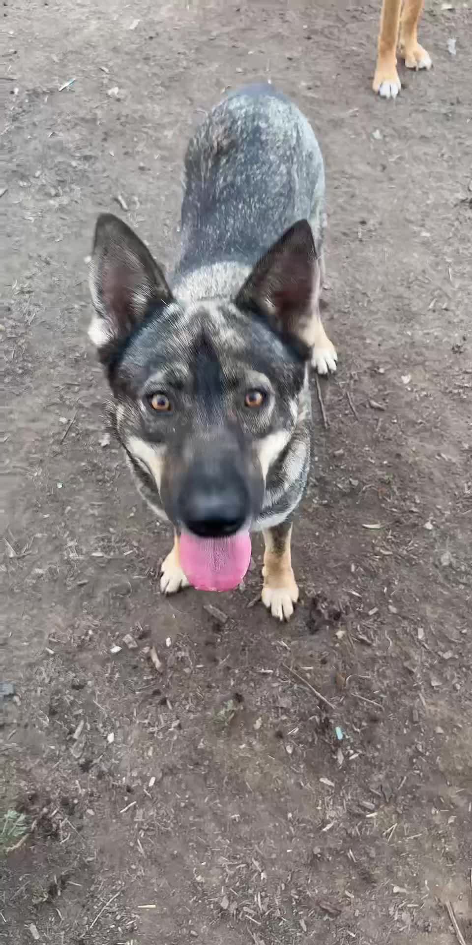@miloodieclarkandbluespak