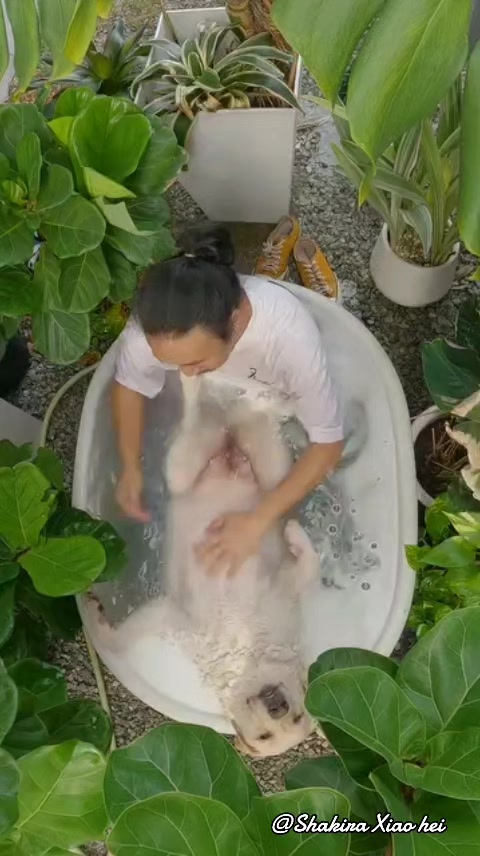 @Shakira Sopawong Xiaohei