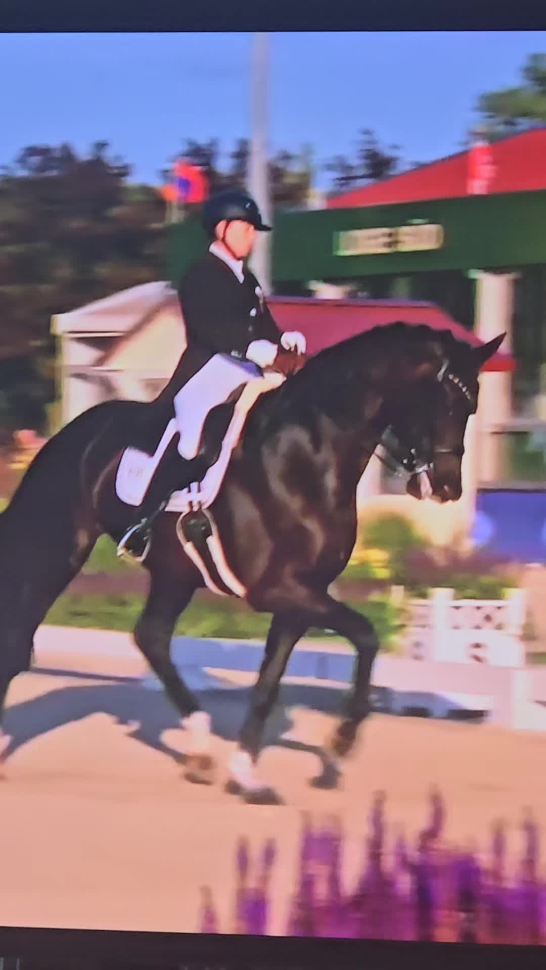 @DressageHub