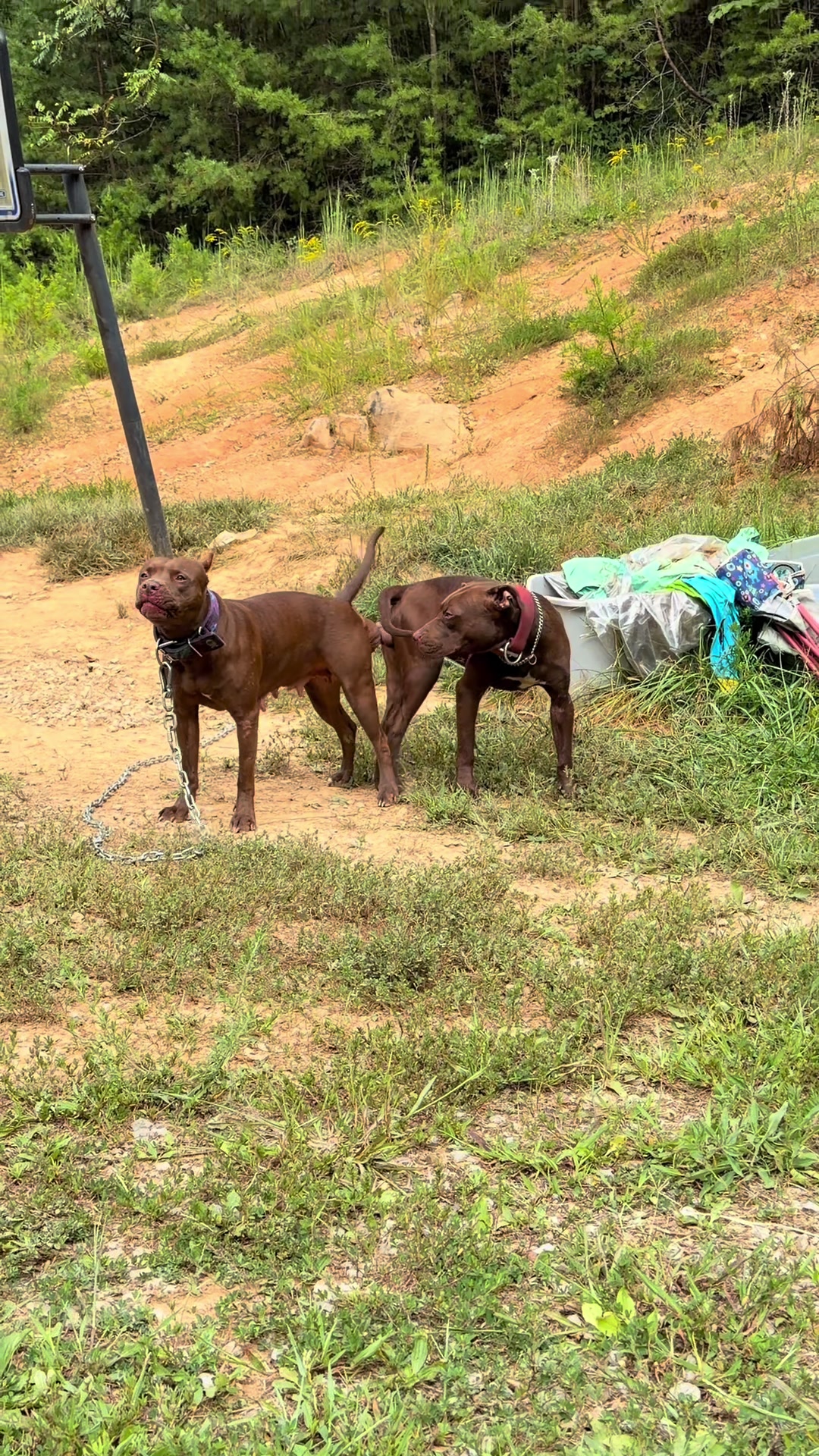 @WorldGoneMadKennels