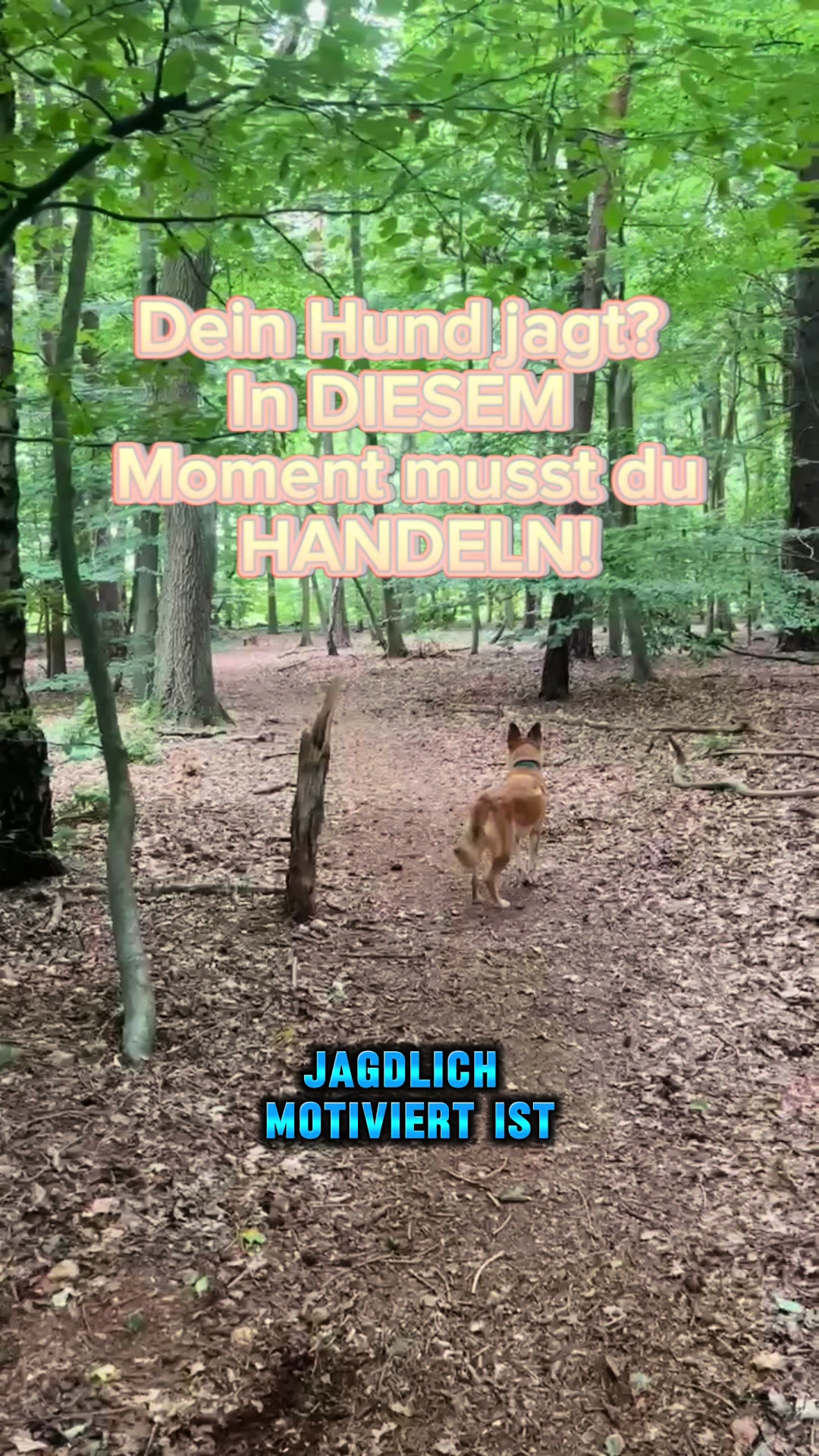@INSAbenteuerHund