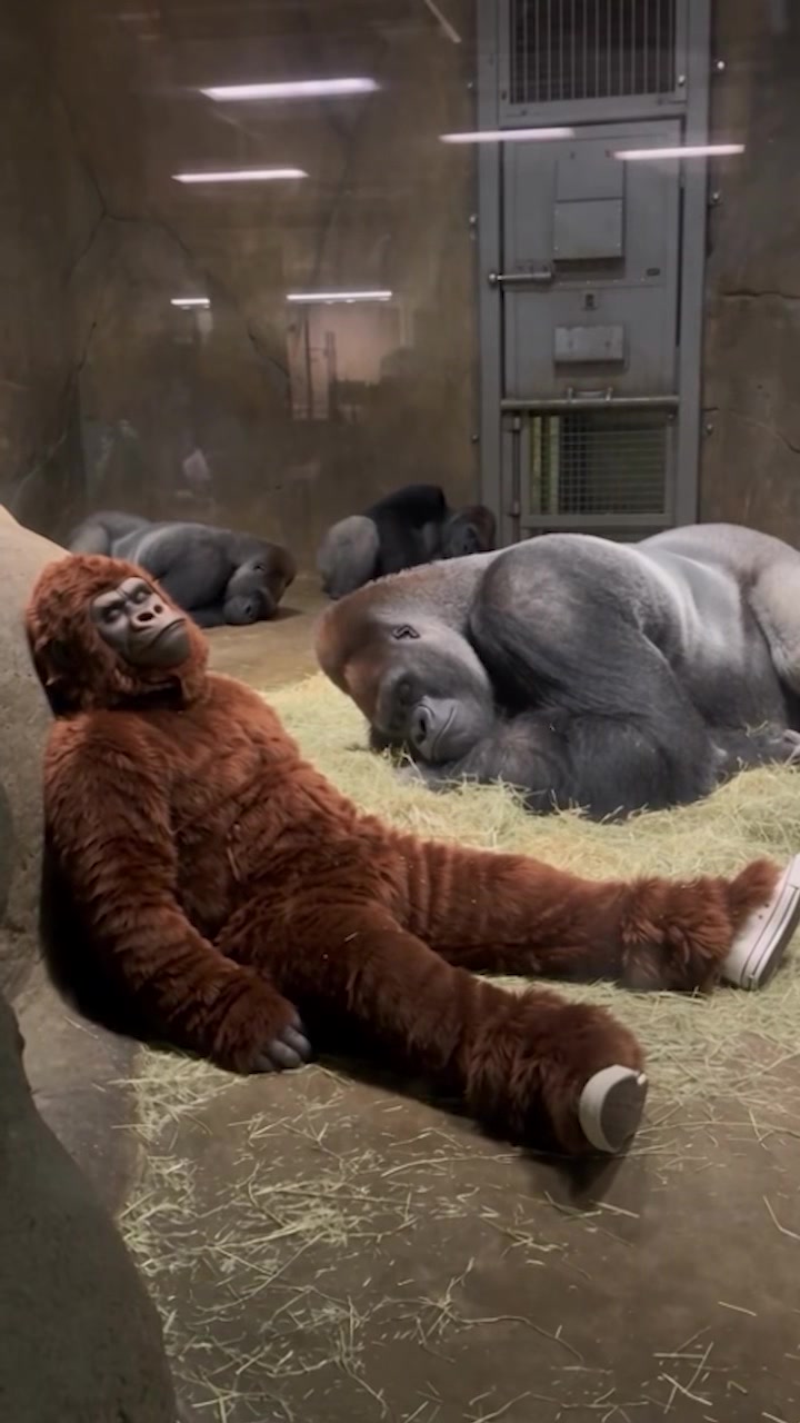 @Gorilla School 🦍