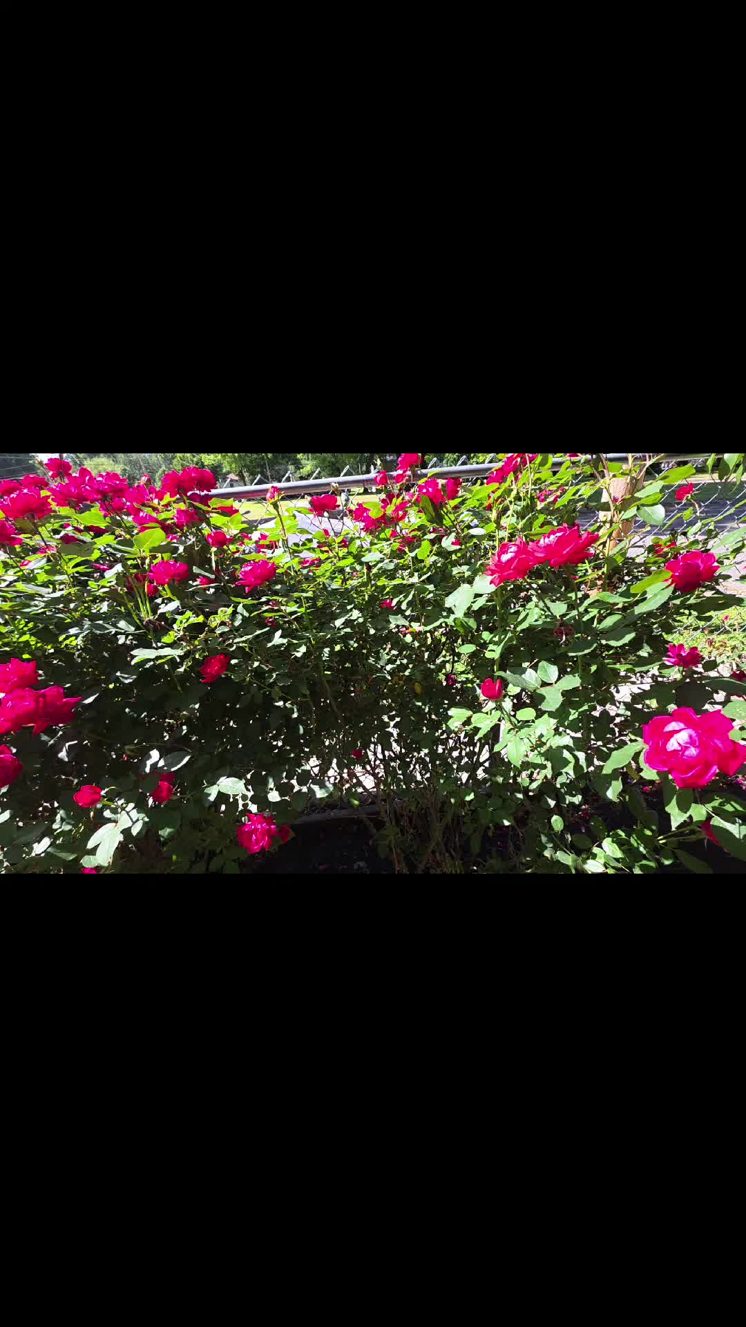 @Lourdes