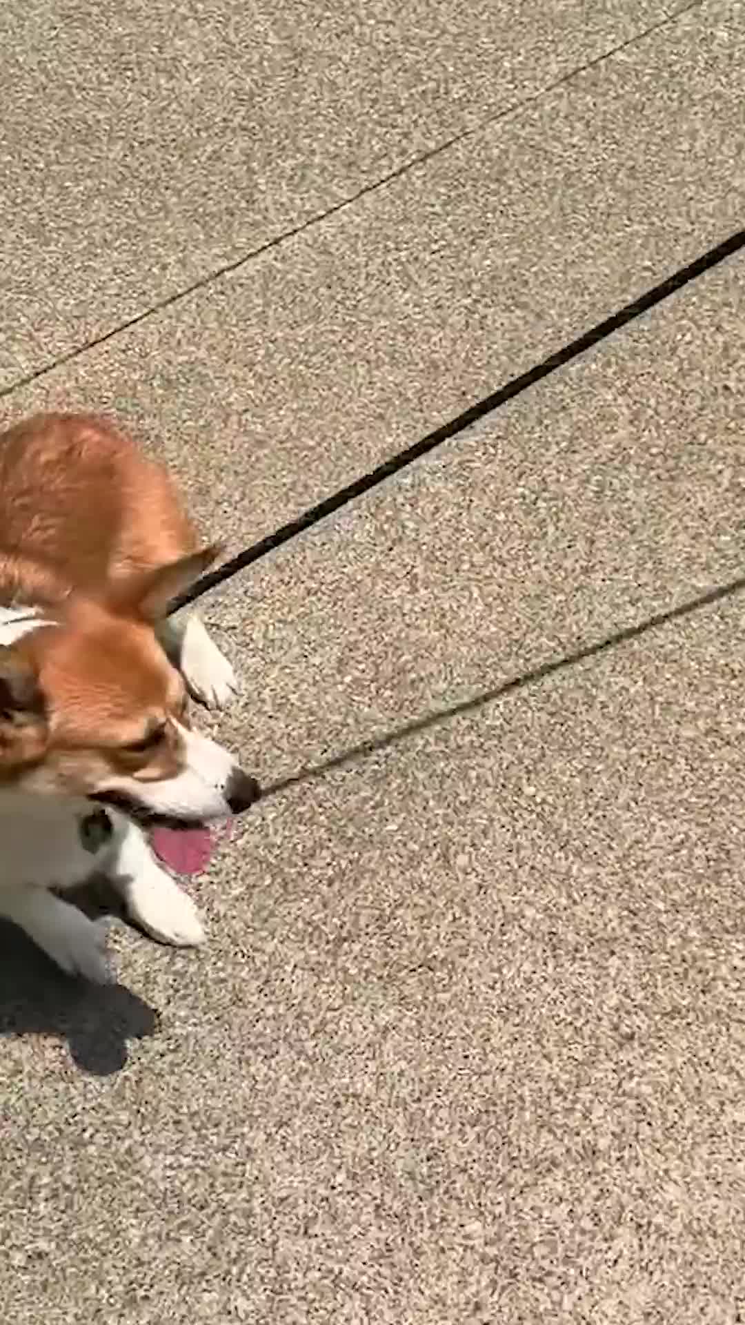 @Miracle K9 Training