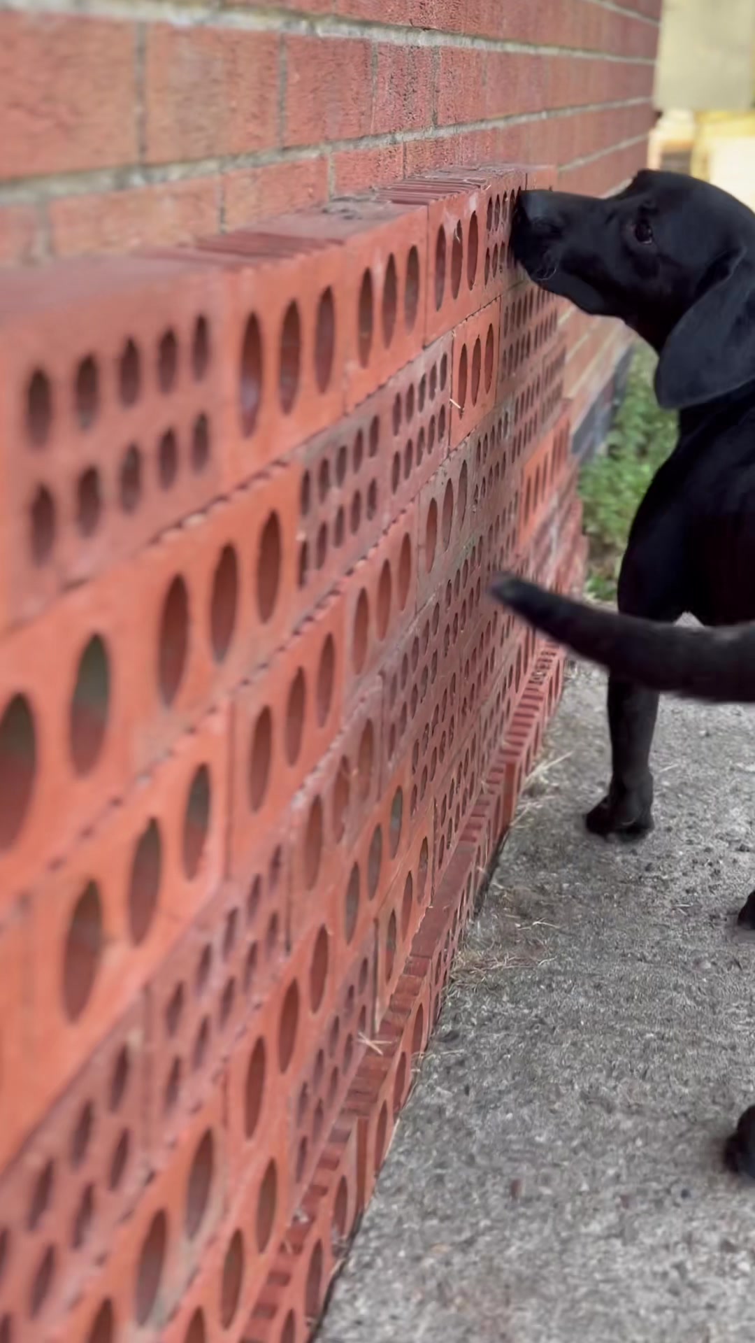 @Alexandra Butler-Enigma Canine