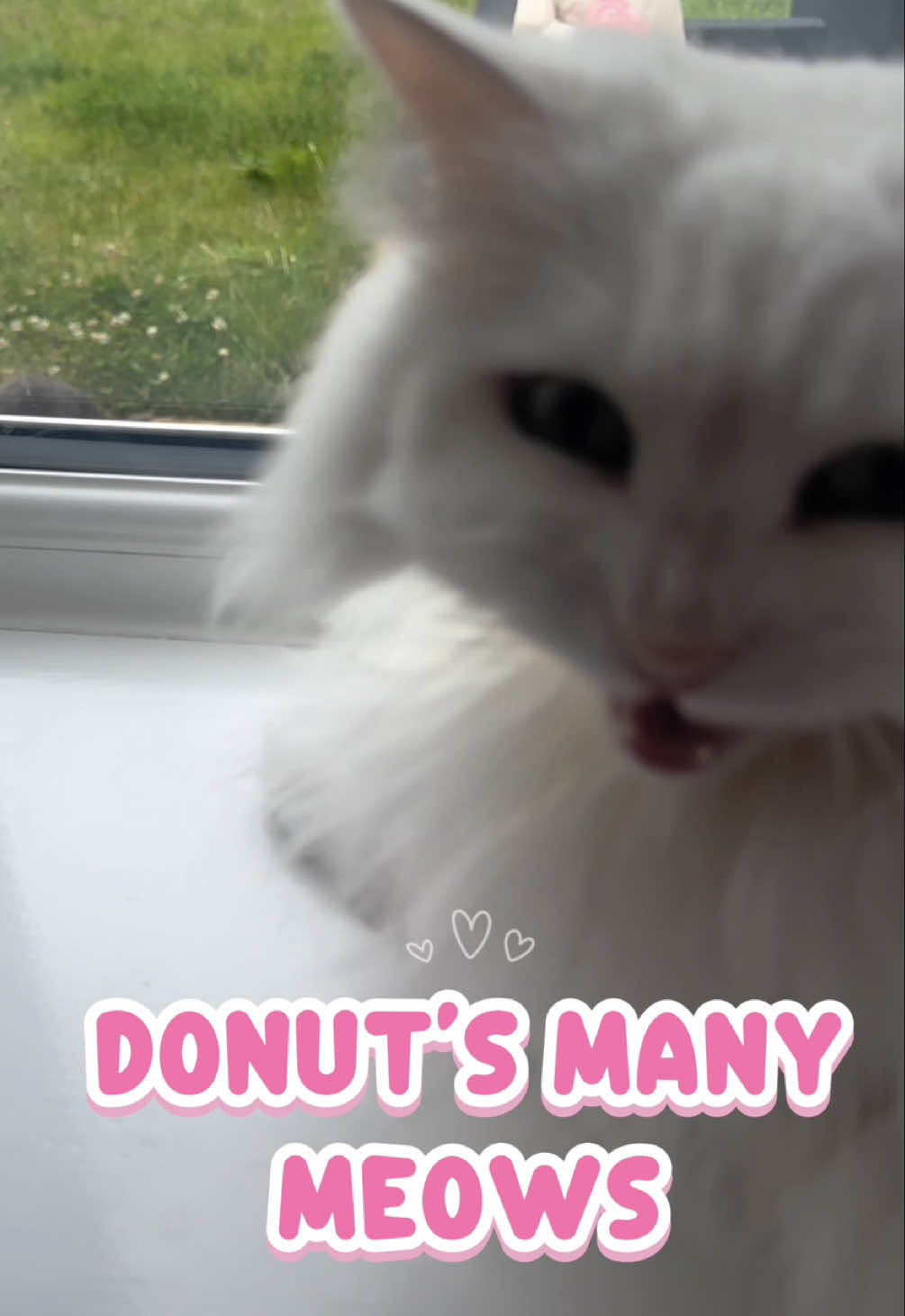 @Donut