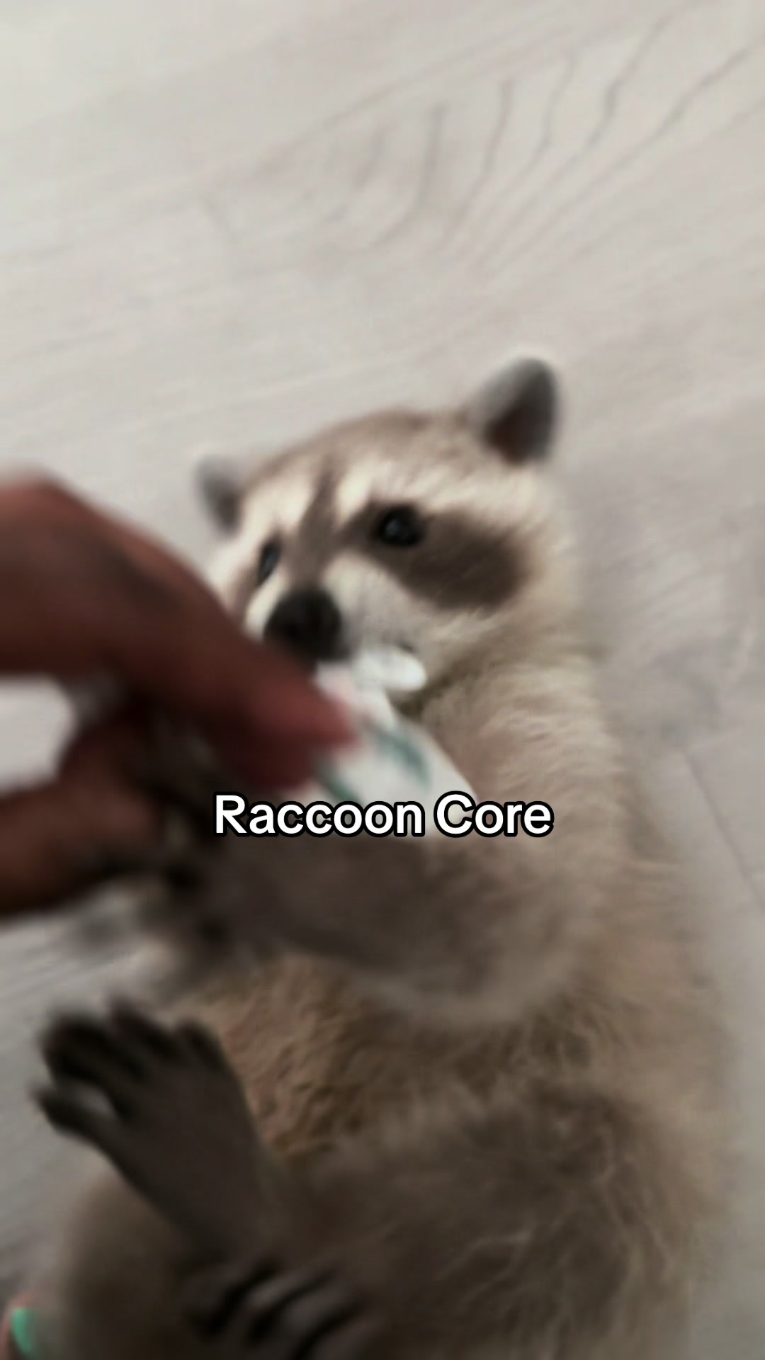 @Pooh the Raccoon