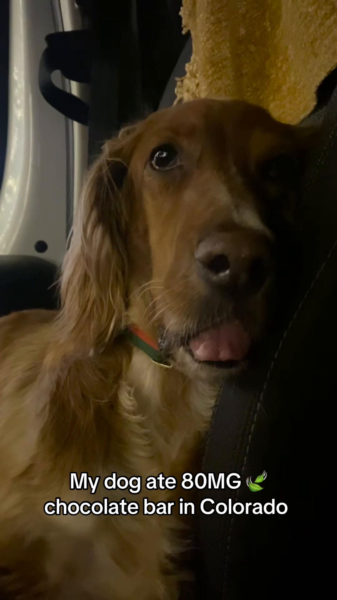 @balancedcanineacademy
