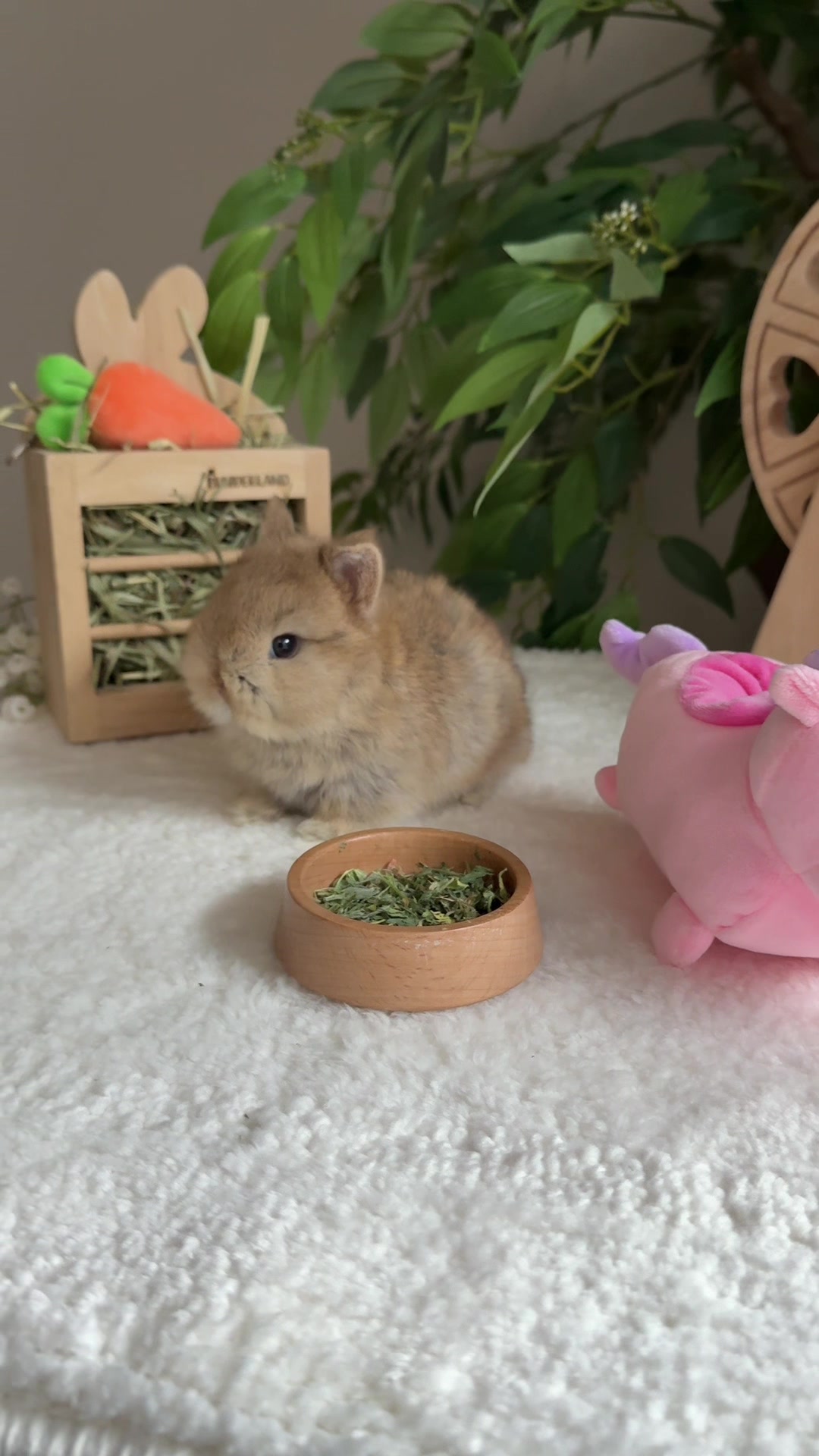 @Fluffy Bunny Orlando