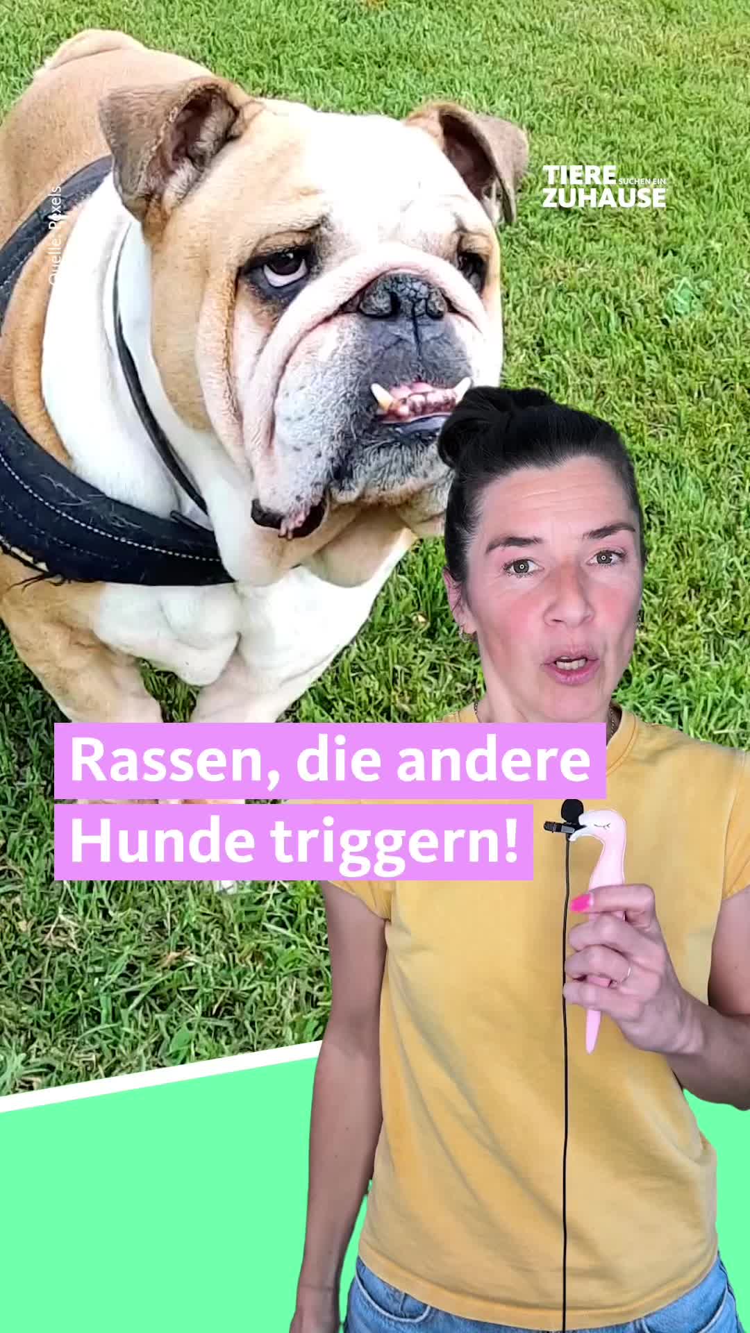 @Tiere suchen ein Zuhause