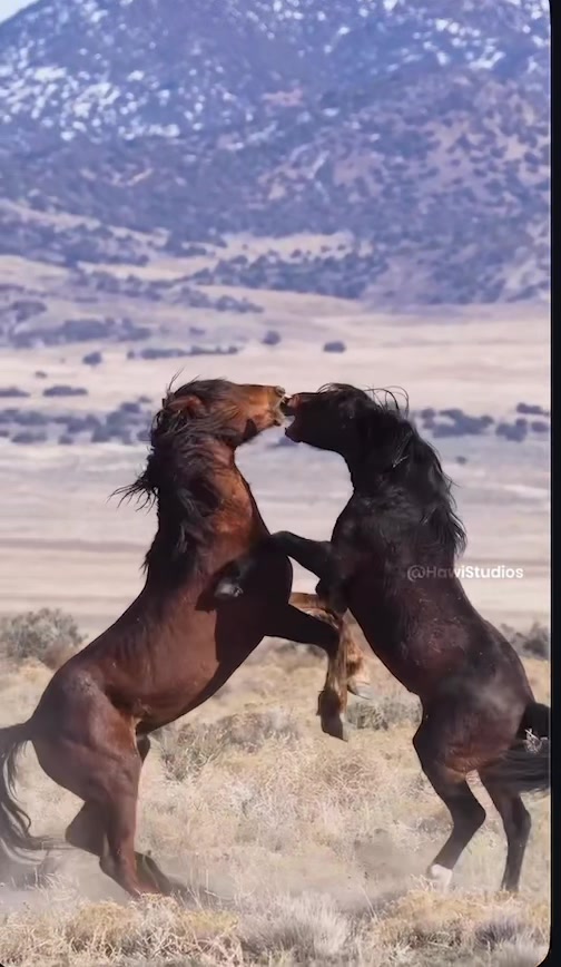@HORSES