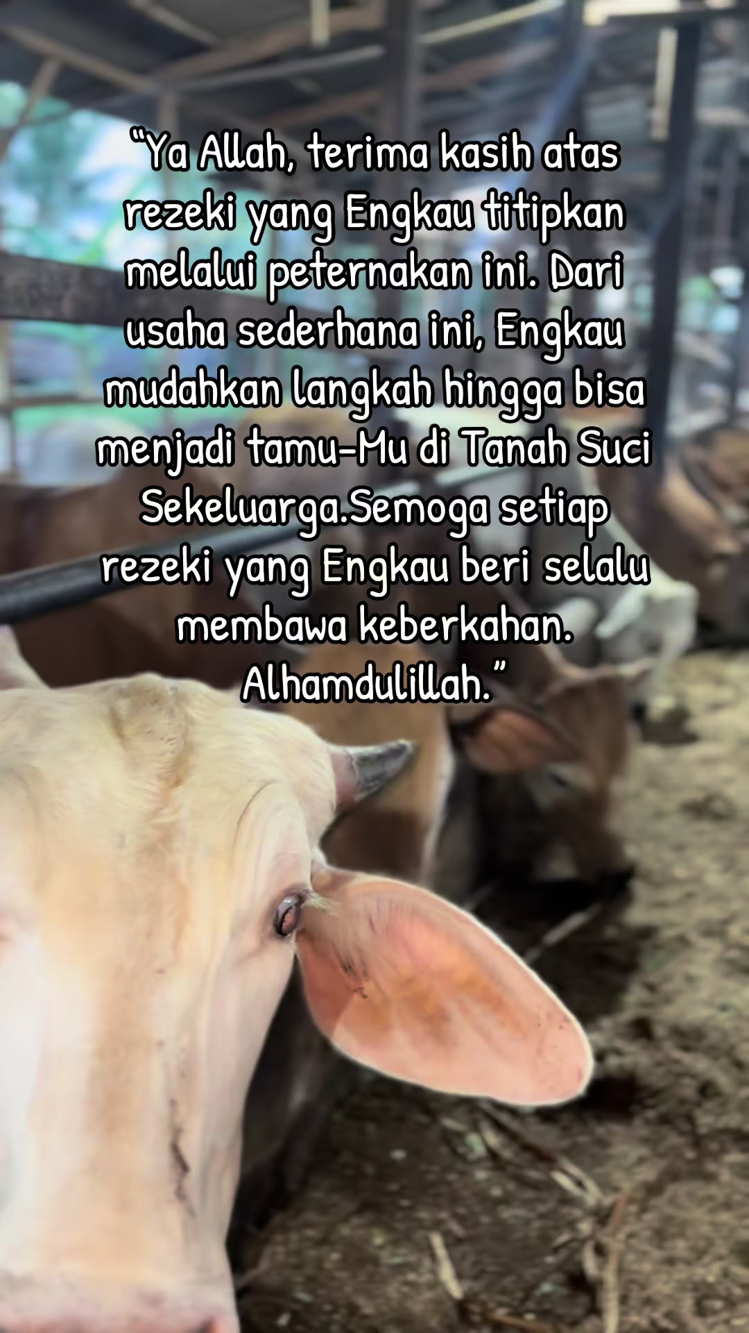 @Al-Barokah_farm
