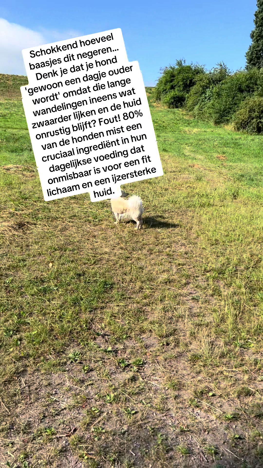 @Pure Paws