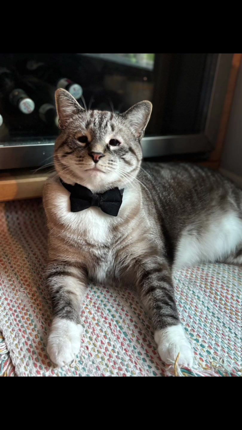 @bellkittiesmom