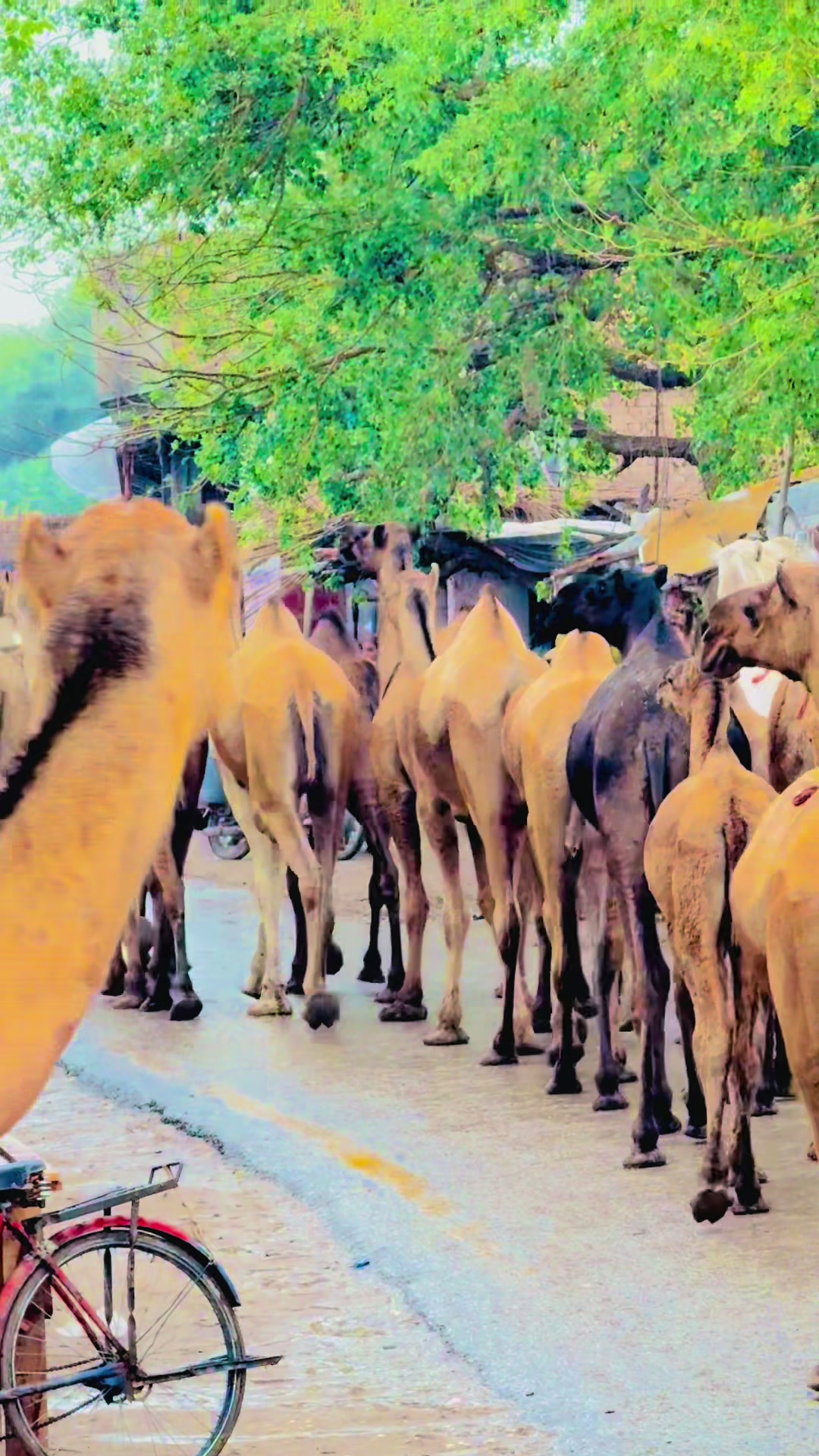 @Unique Cattle Farm