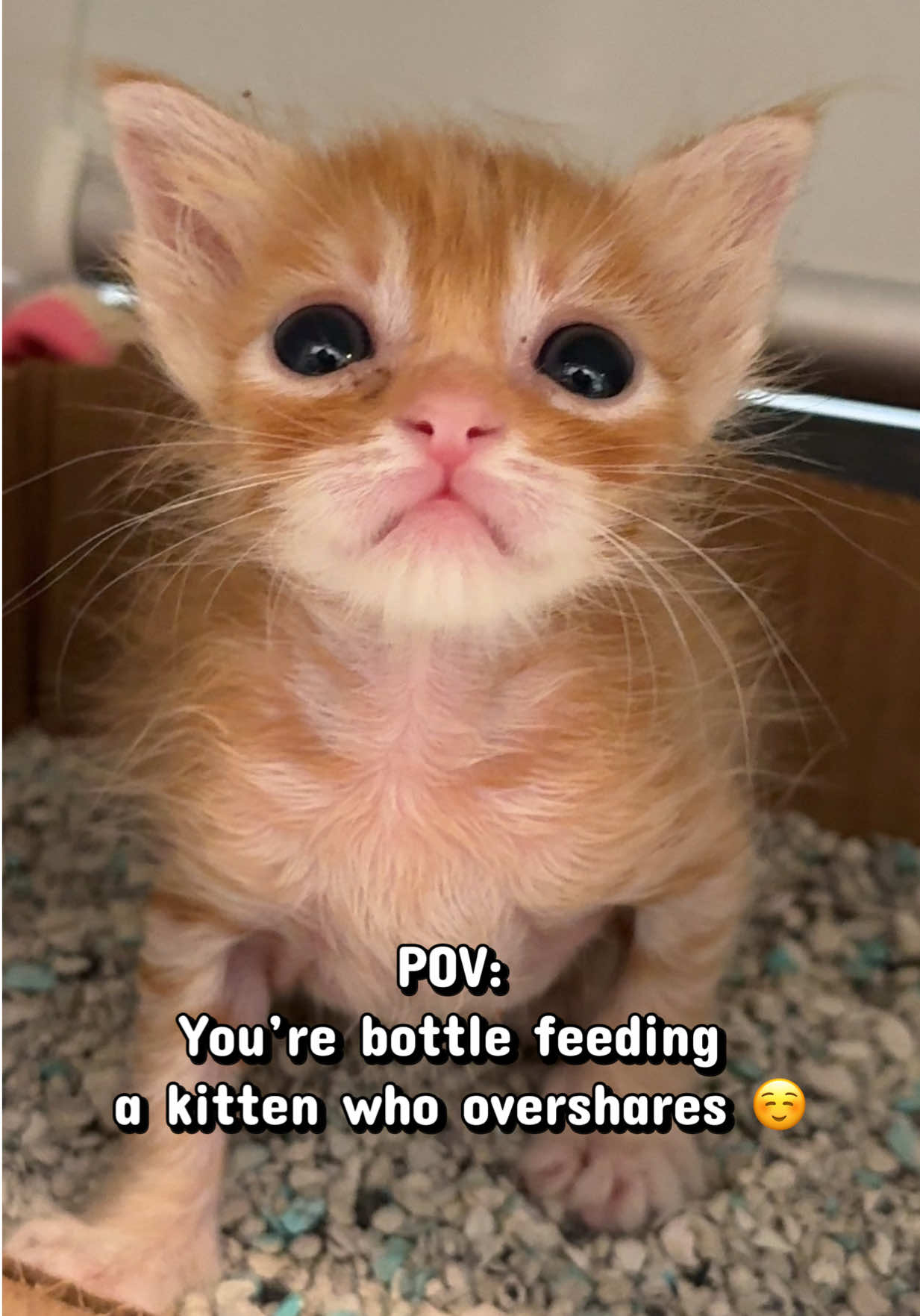 @Frankies_Fosters