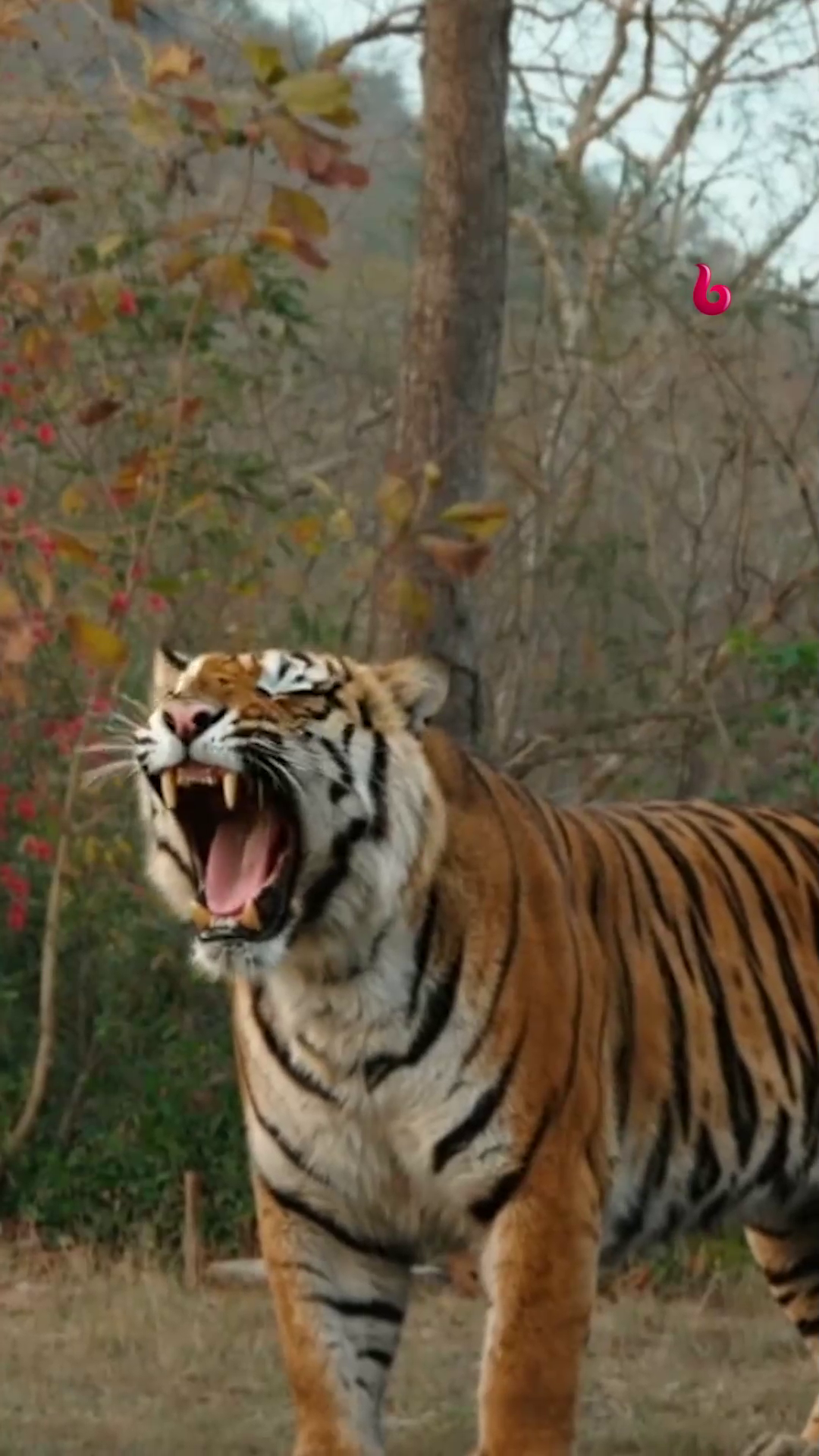 @MBC Bollywood