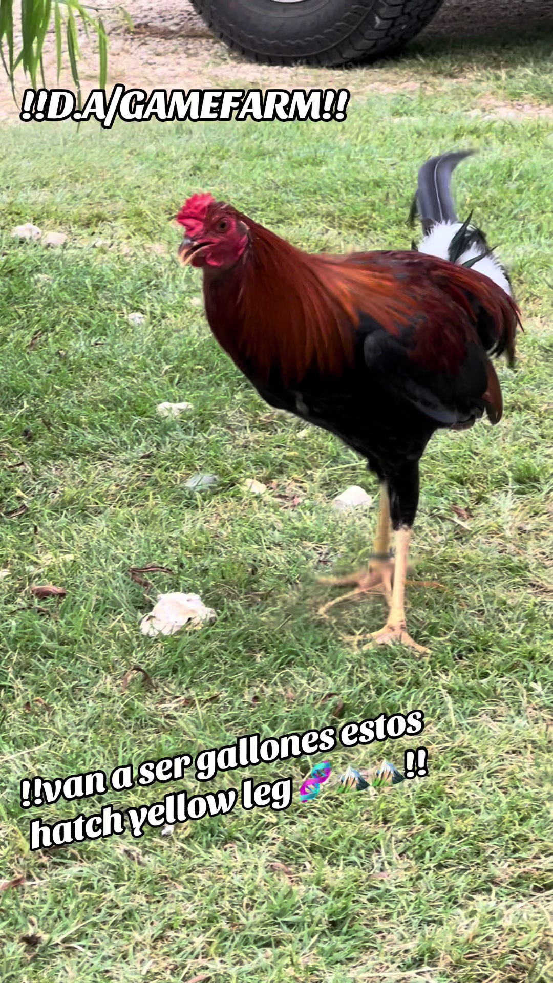 @DAgamefarm