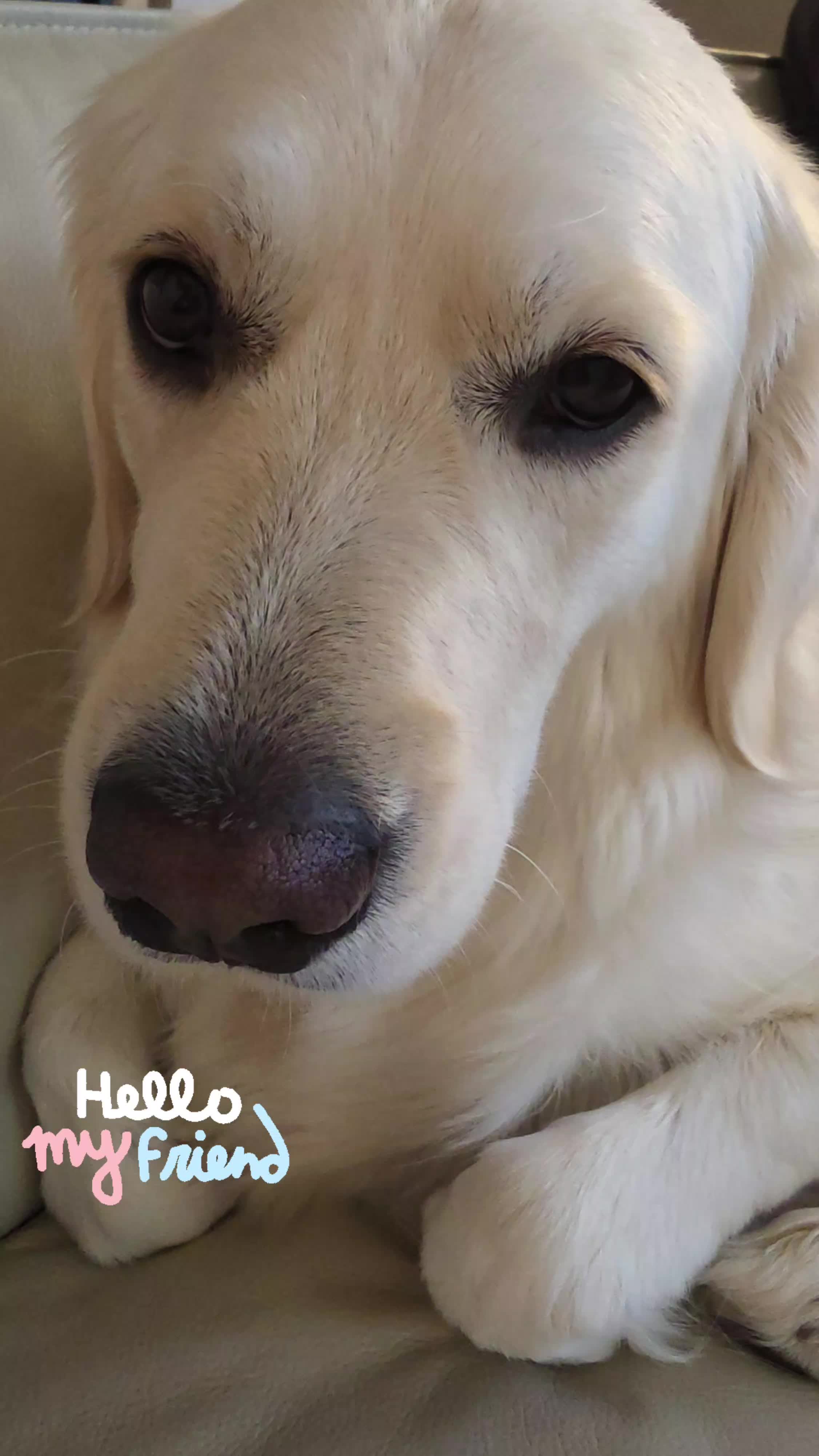 @DoggieMamaFurever&hearts;️🐶