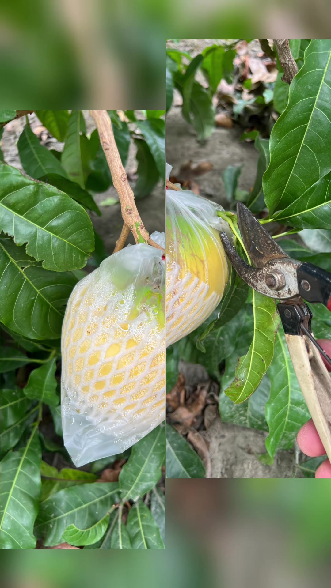 @꧁ৡཊ 龜 紀 ཏৡ꧂
