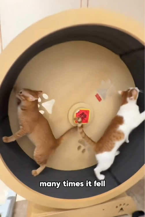 @ZoomieZoo