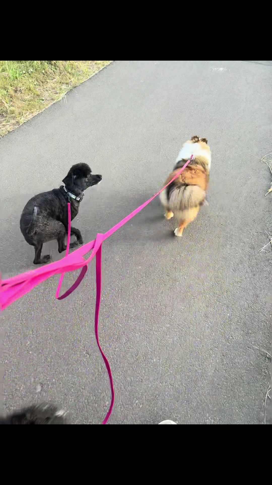 @Heather Discovery Canine Adv.