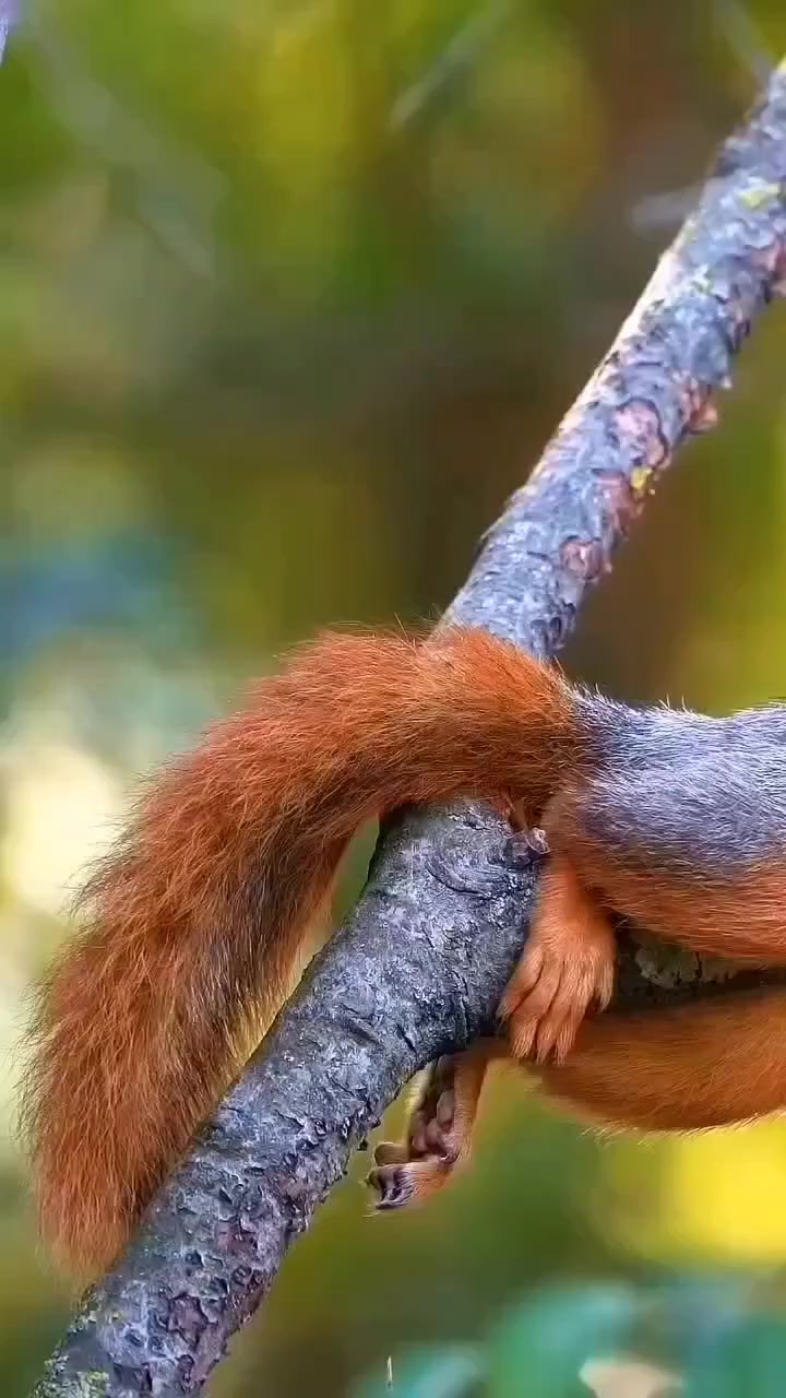 @🦊 Lisa🦊
