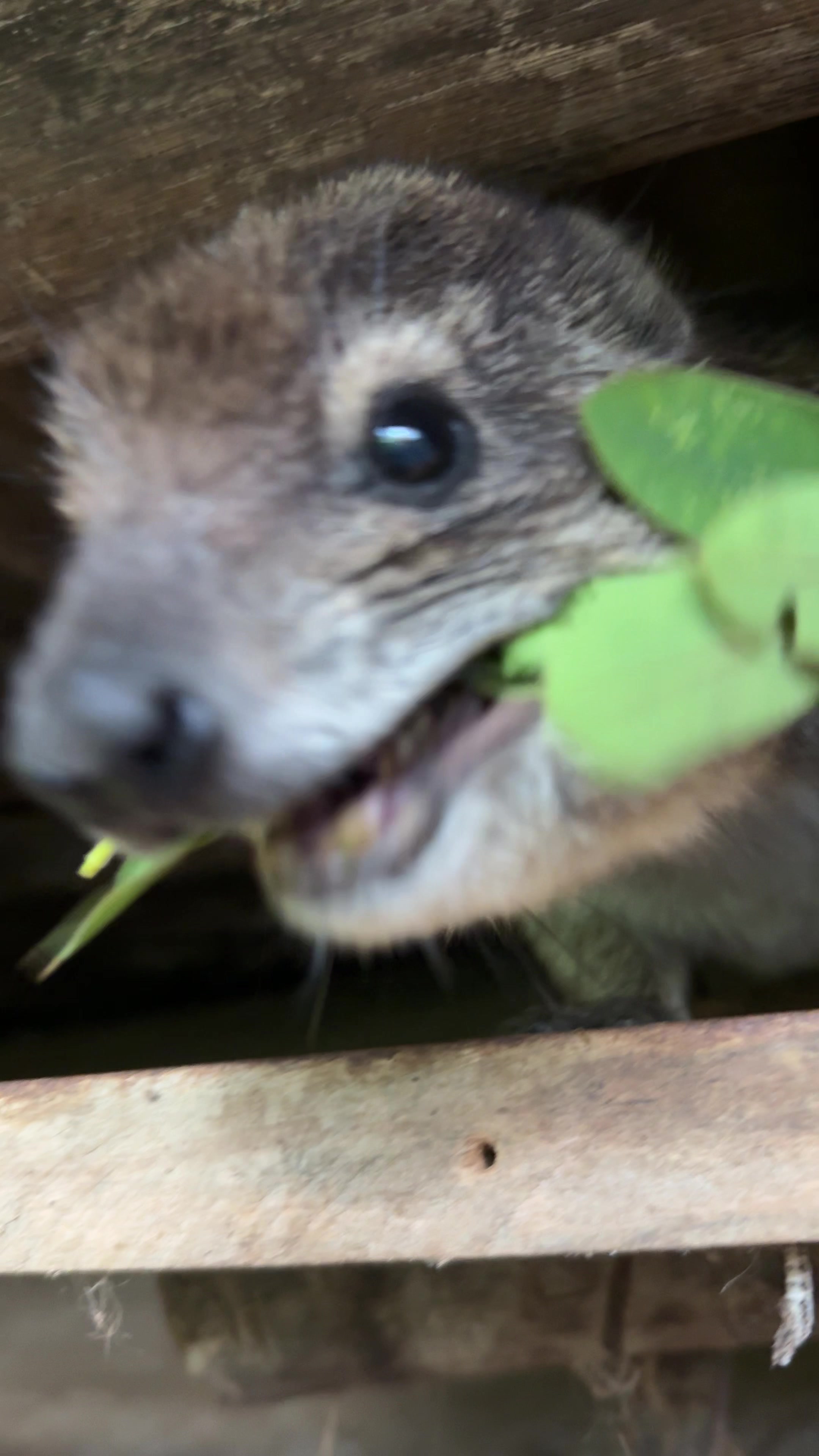 @squiggythehyrax