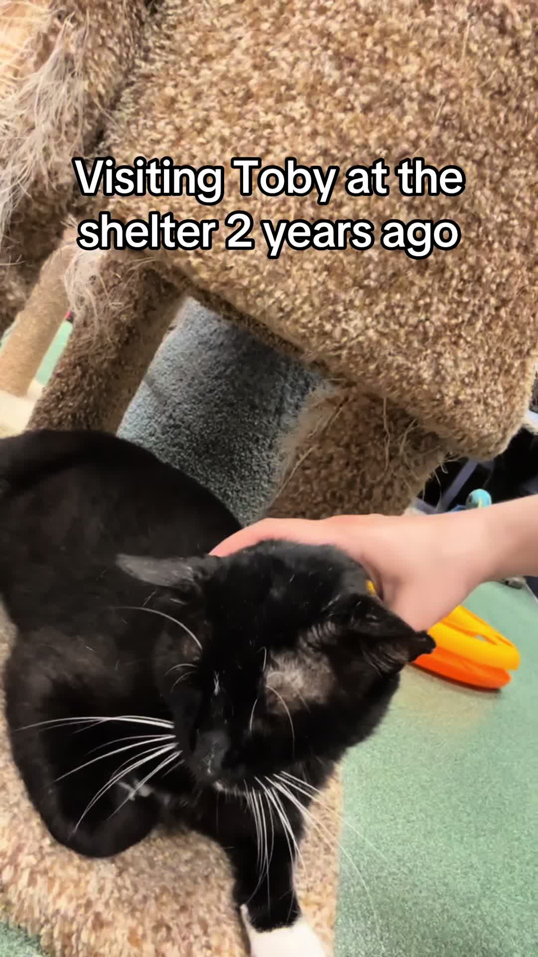 @Toby Purrrs
