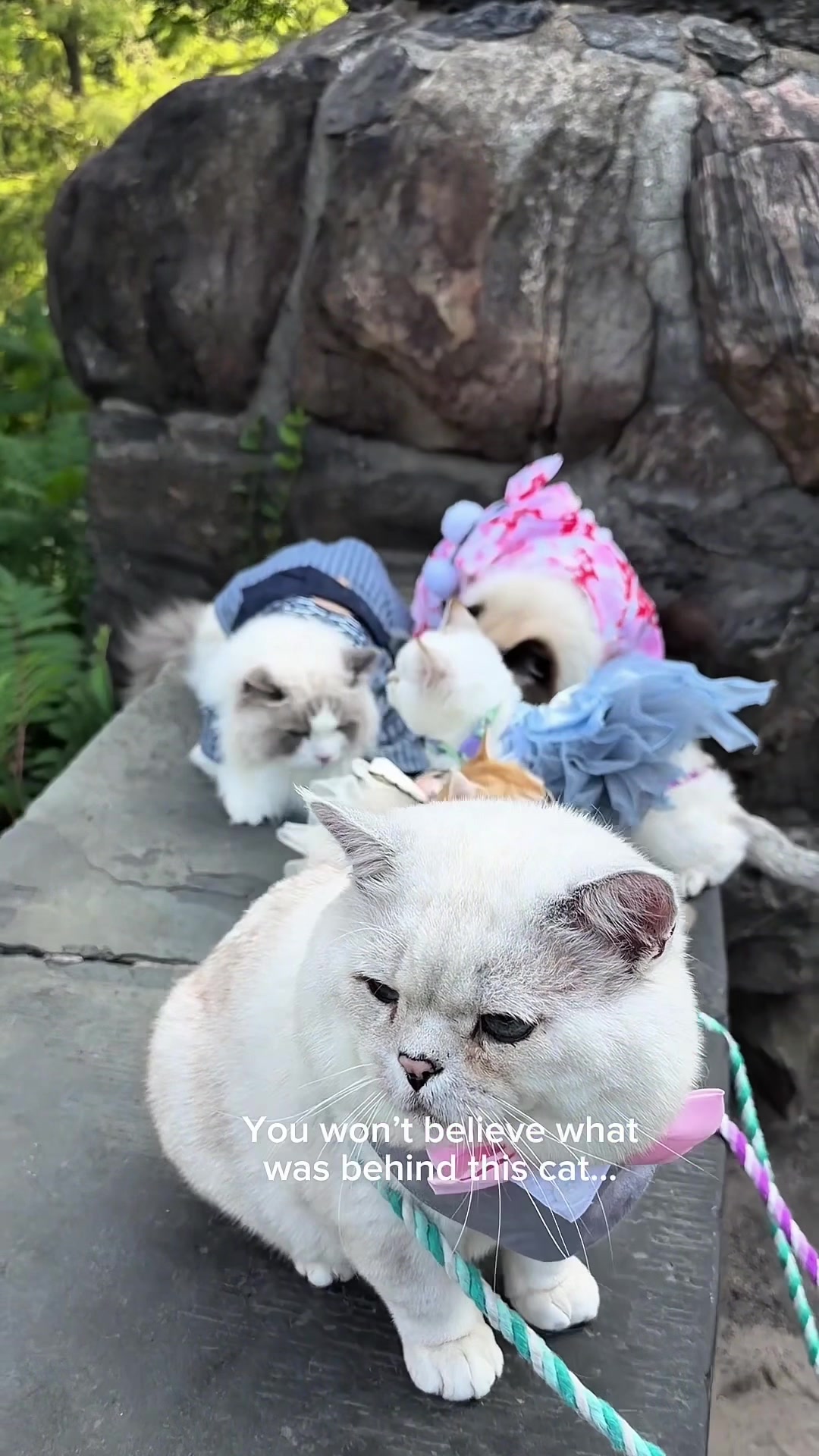 @LorettaBritish Cat