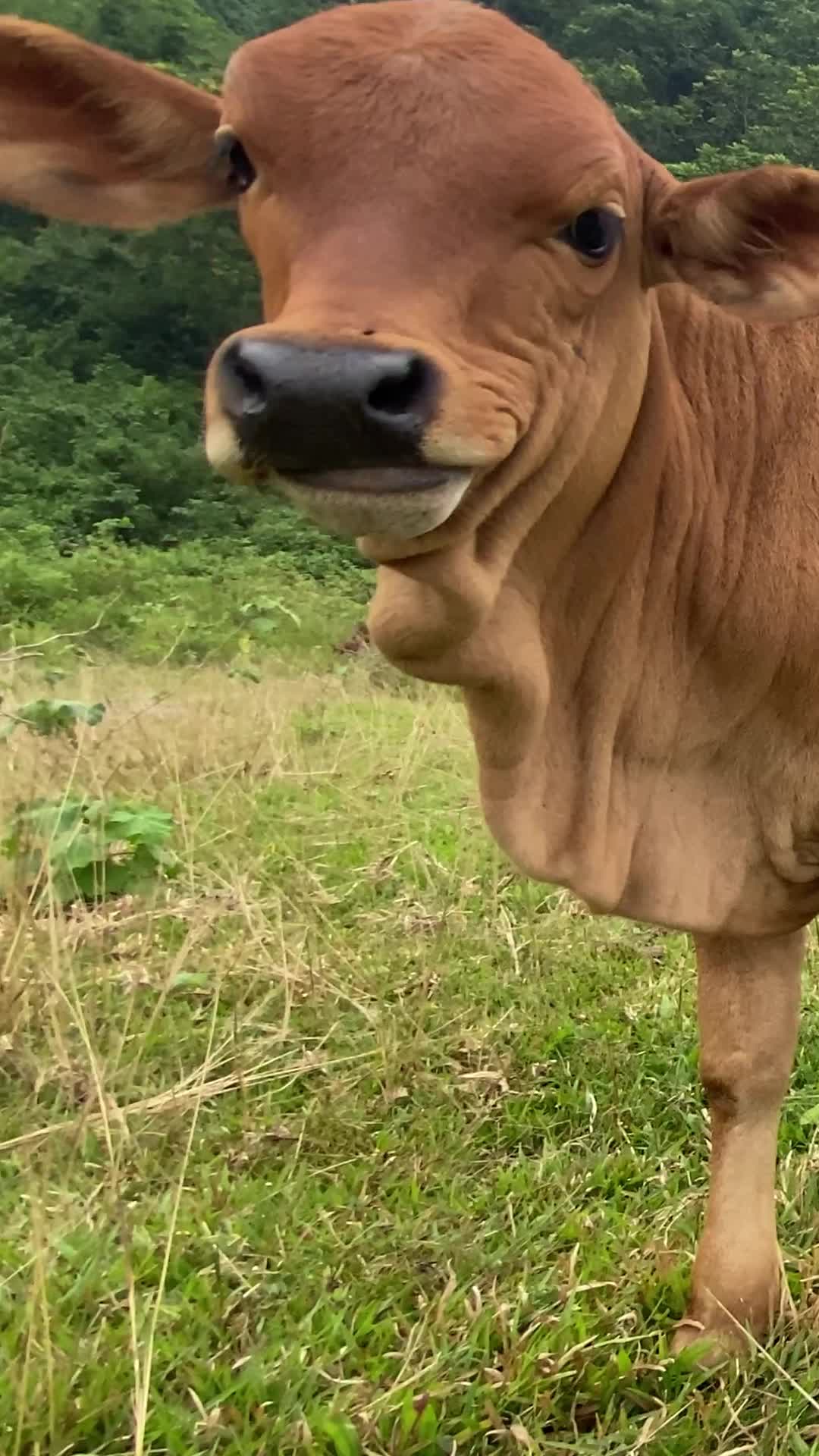 @Quytbo