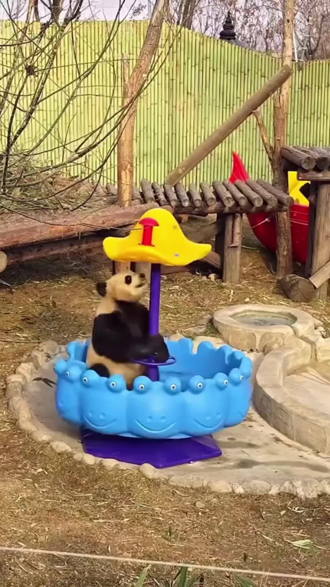 @🇵 🇦 🇳 🇩 🇦🐼🇯🇵✨