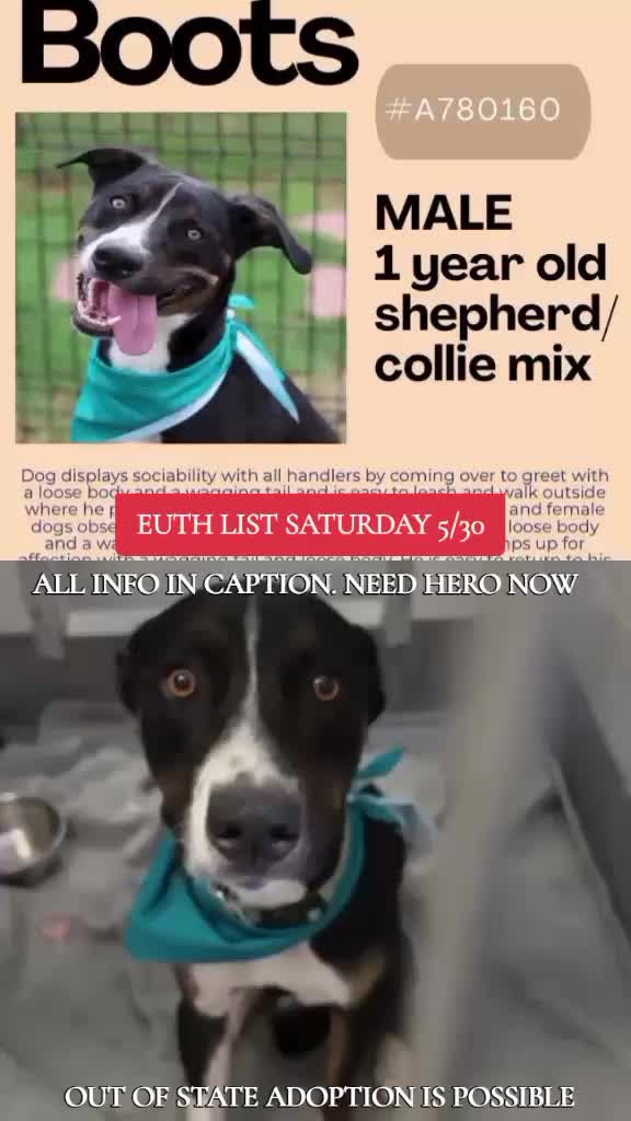 @@rescuedogs911