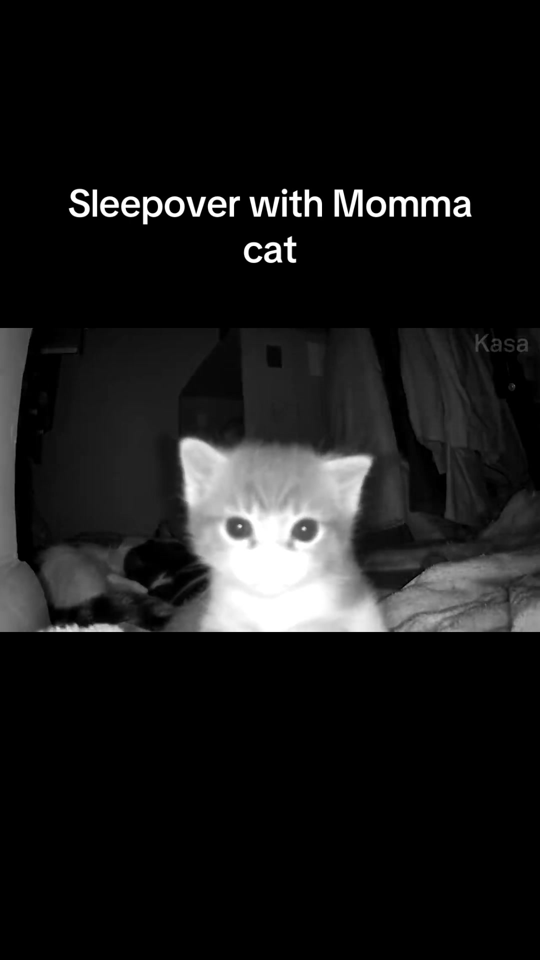 @Hassanwithkittens