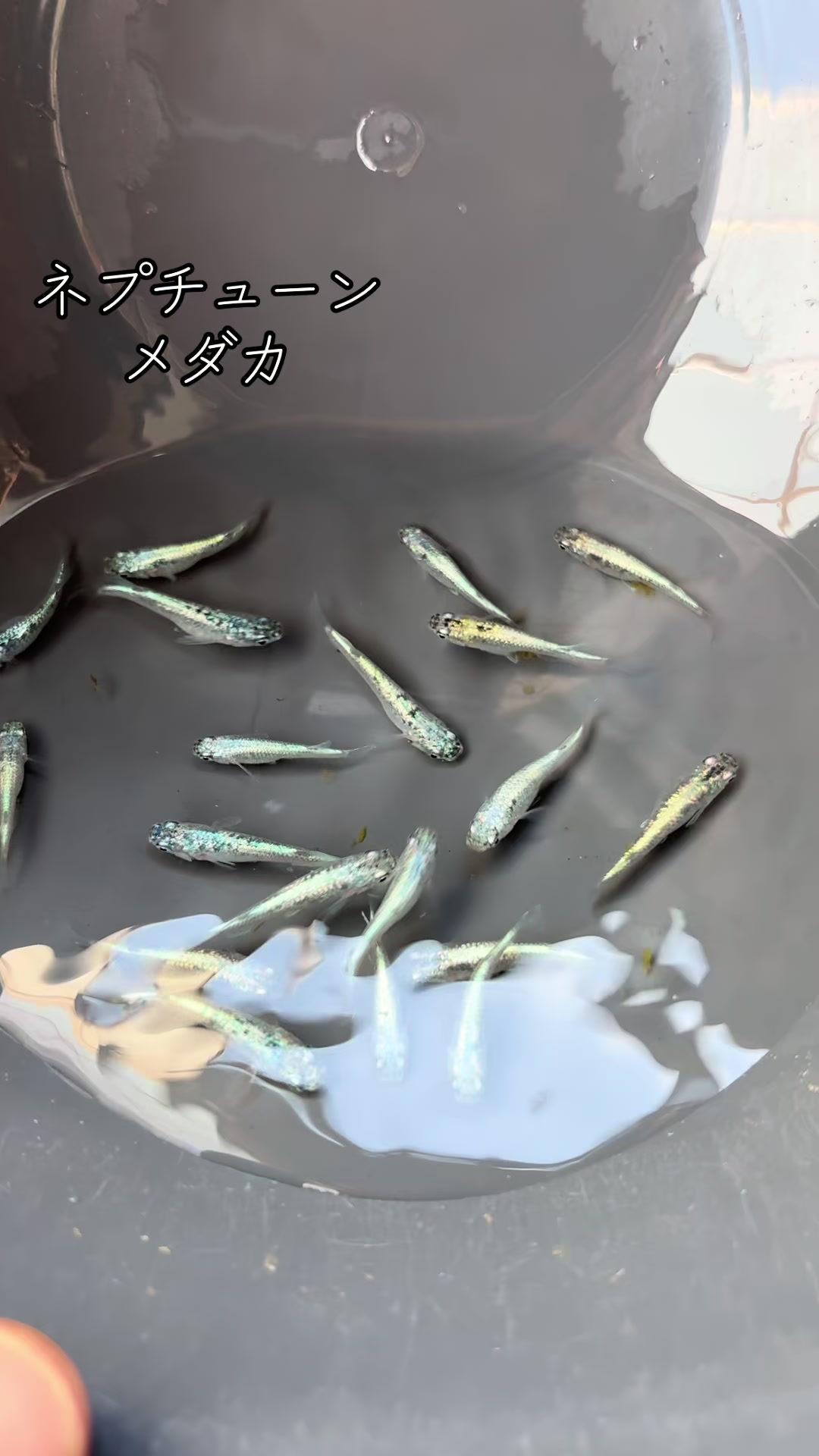 @名古屋改良メダカ専門店 NAGOYA MEDAKA BASE