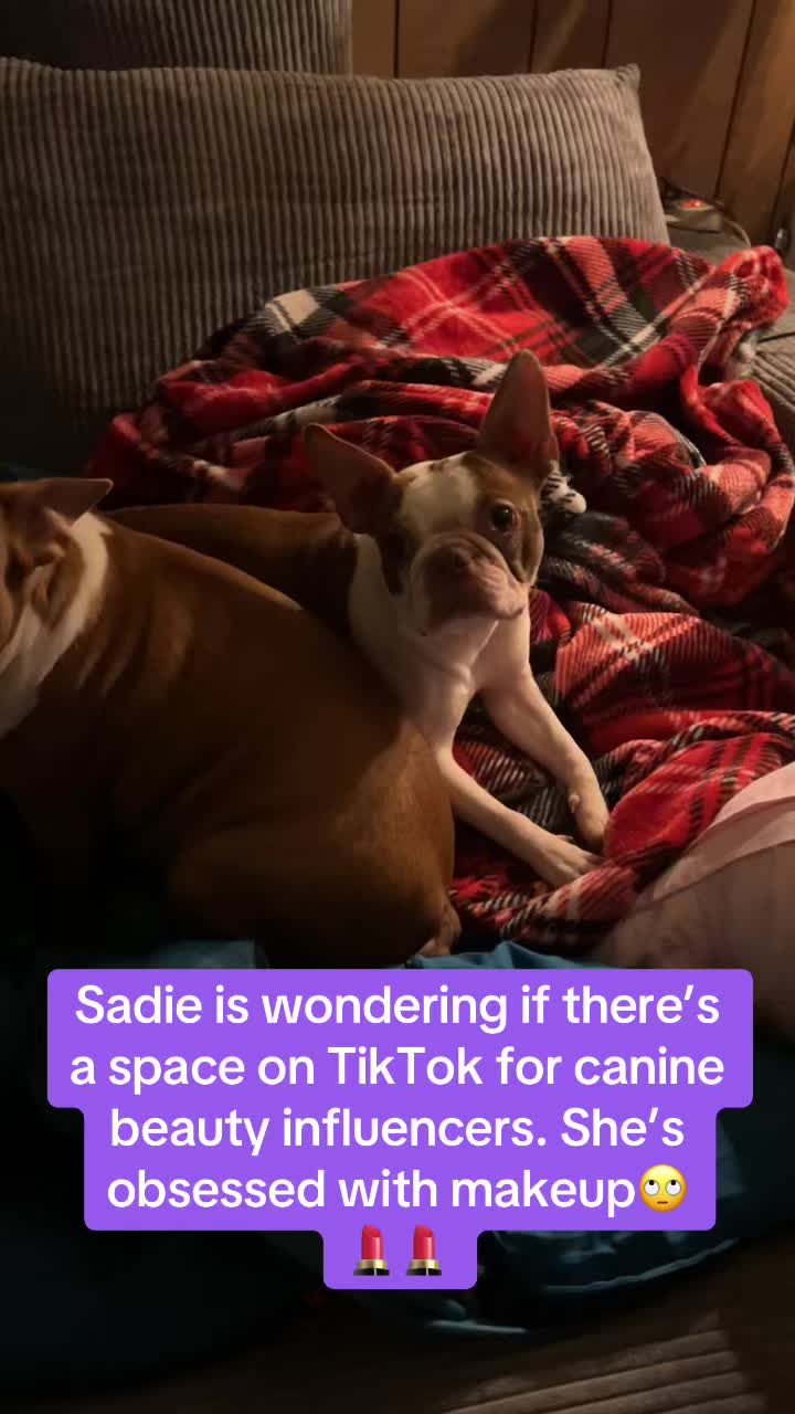@SE Boston Terriers