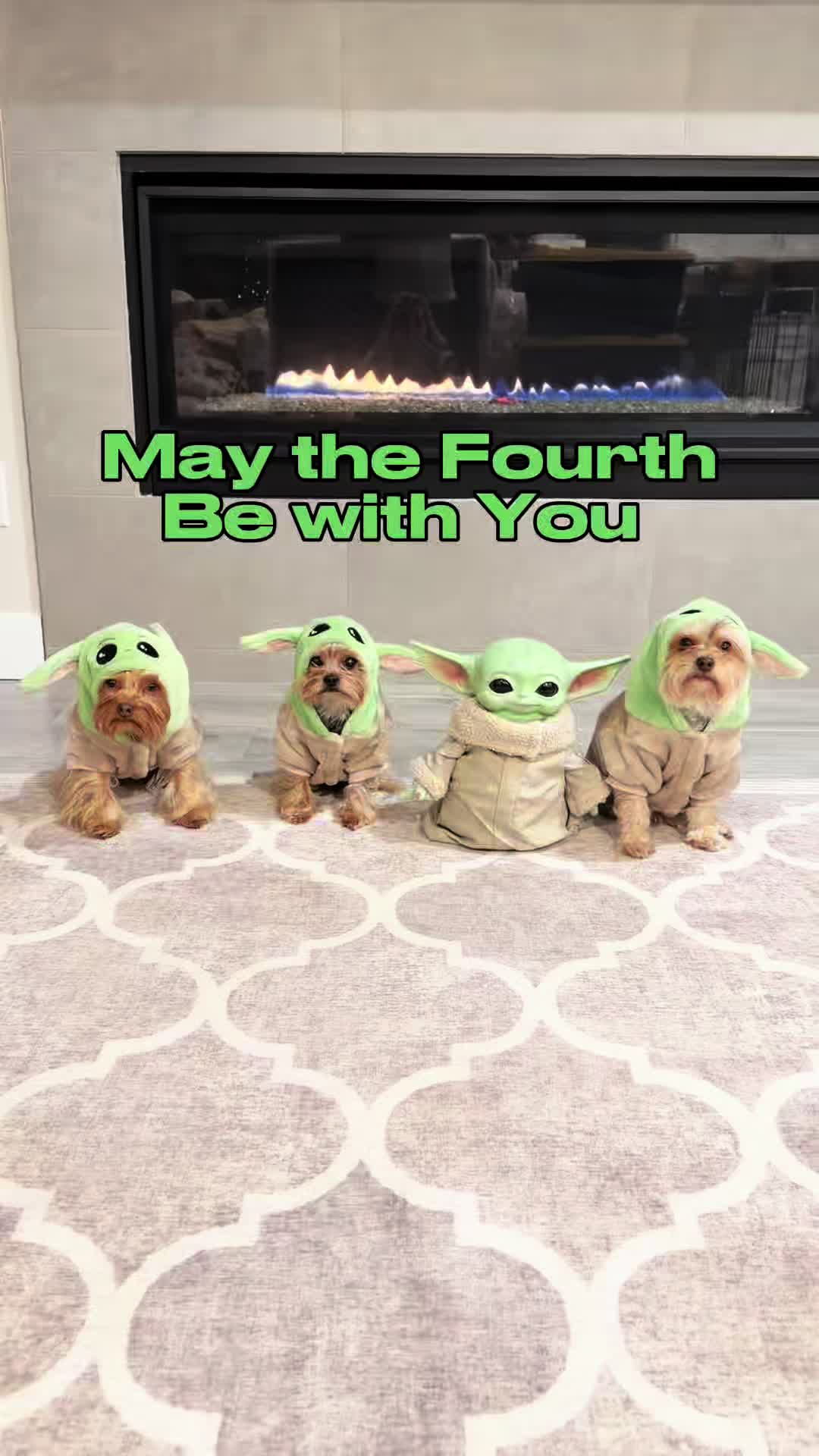 @The Utah Yorkies