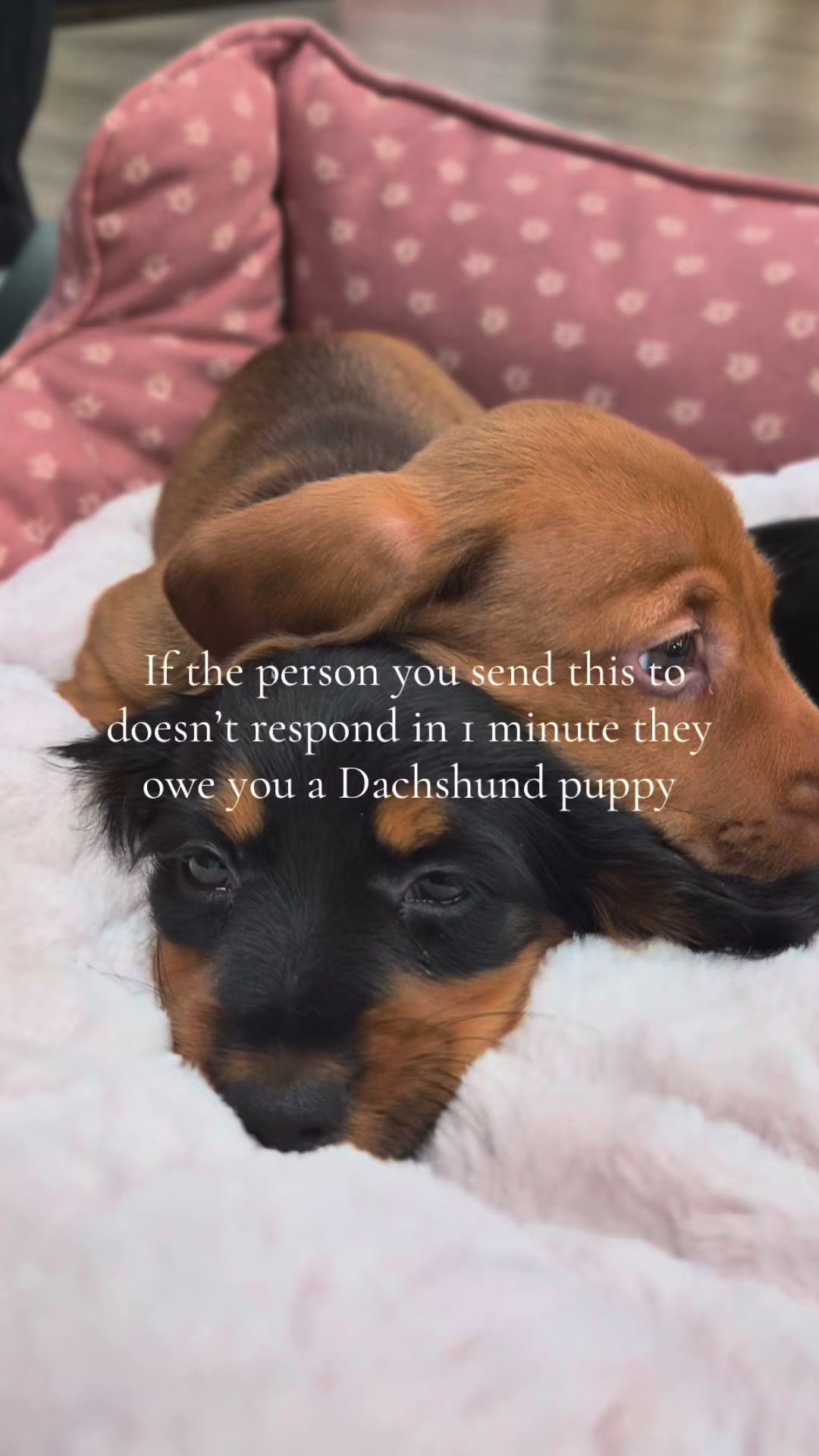 @Petland Oklahoma City