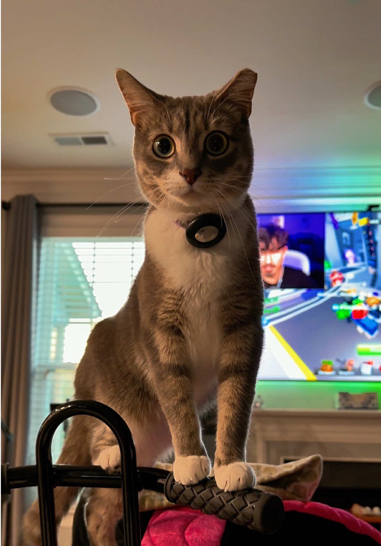 @RoxySnowballCatDrama